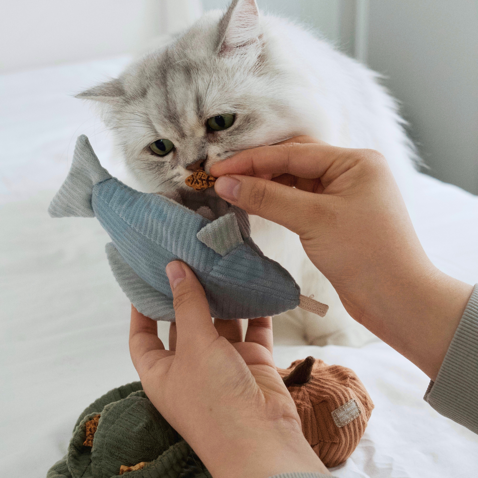 Giochi per Gatti