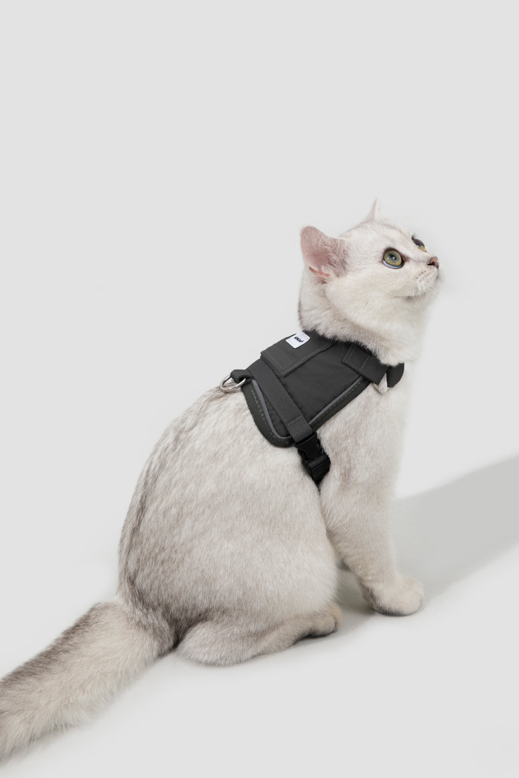 Set Pettorina + Guinzaglio per Gatto