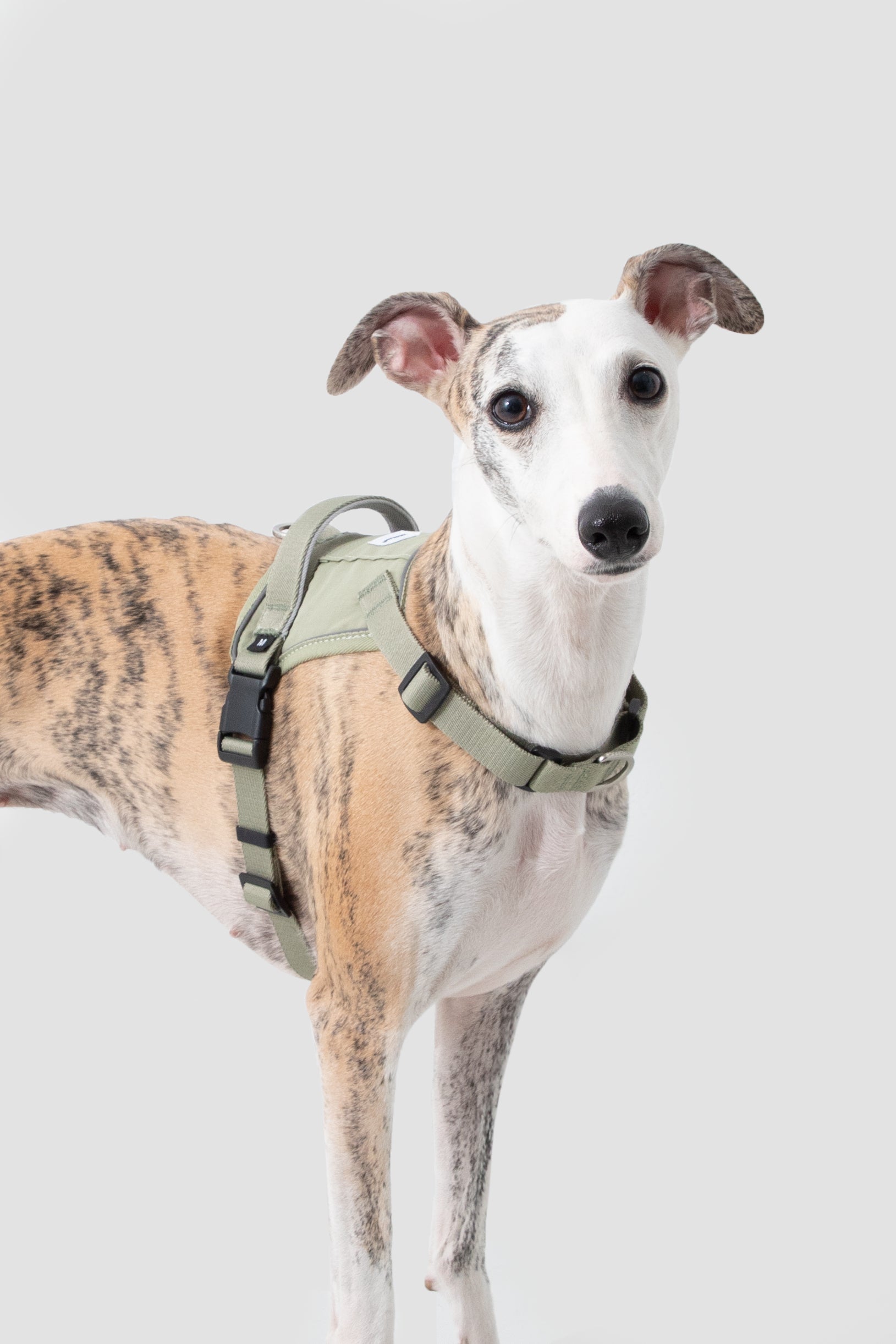 Pettorina Anti-Strappo Quick-On