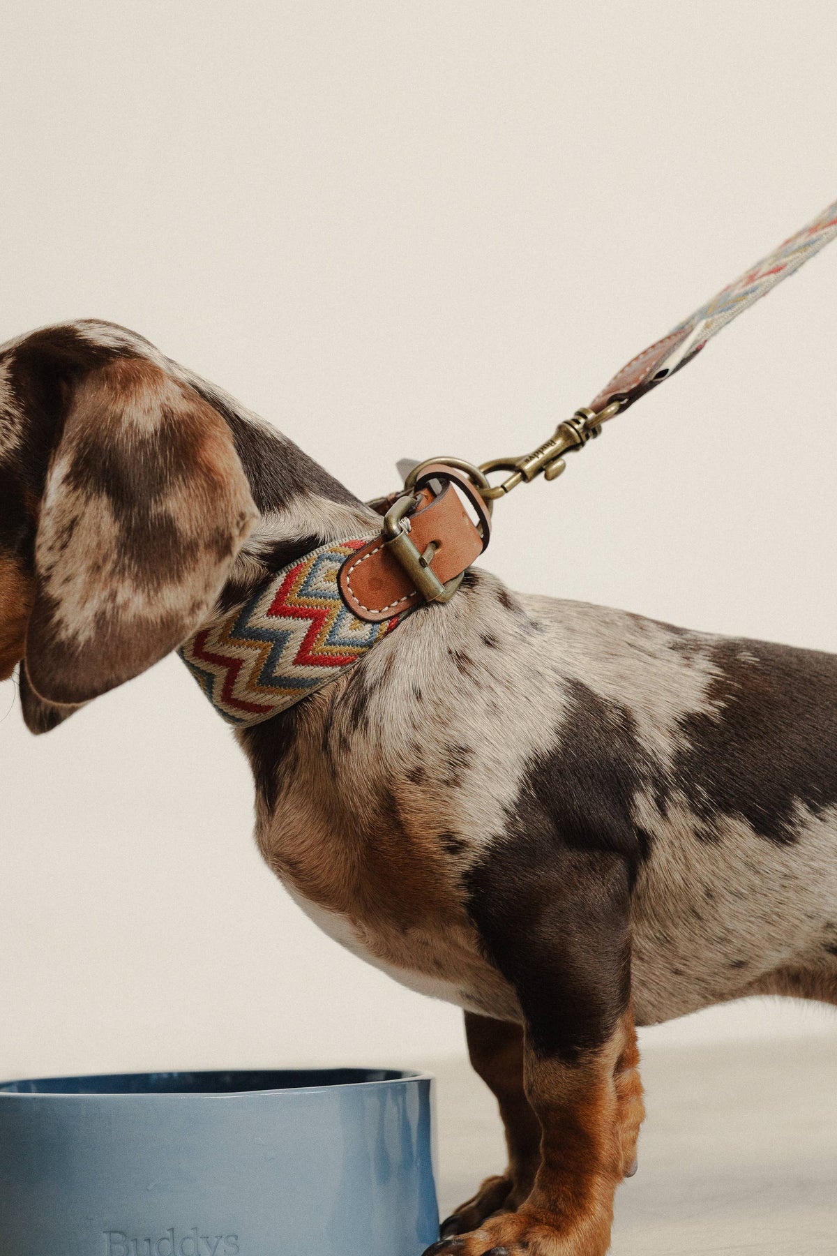 Collare Naya ZigZag – Buddys Dogwear