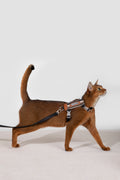Set Pettorina + Guinzaglio per Gatto – Rigato
