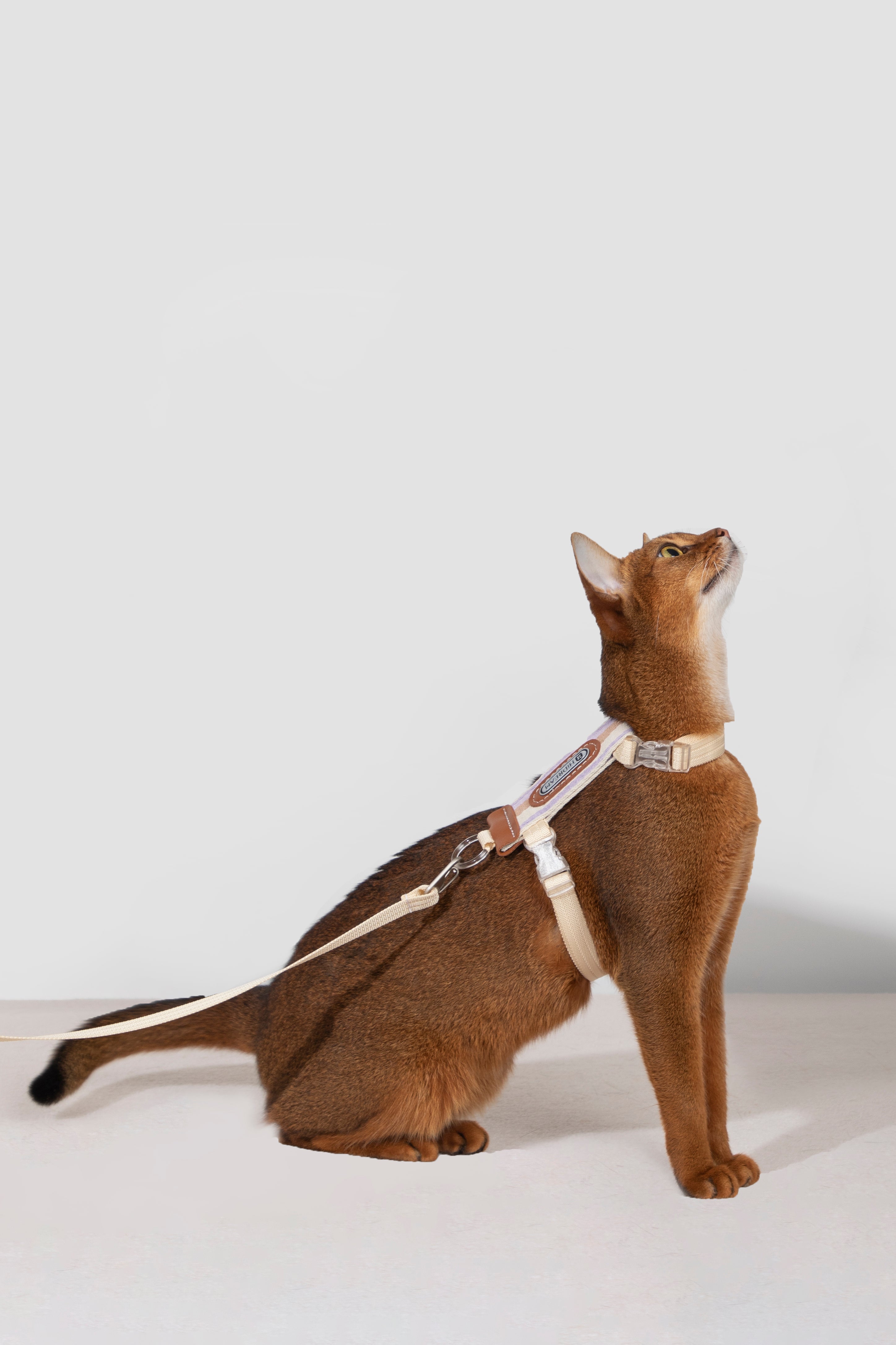 Set Pettorina + Guinzaglio per Gatto – Rigato