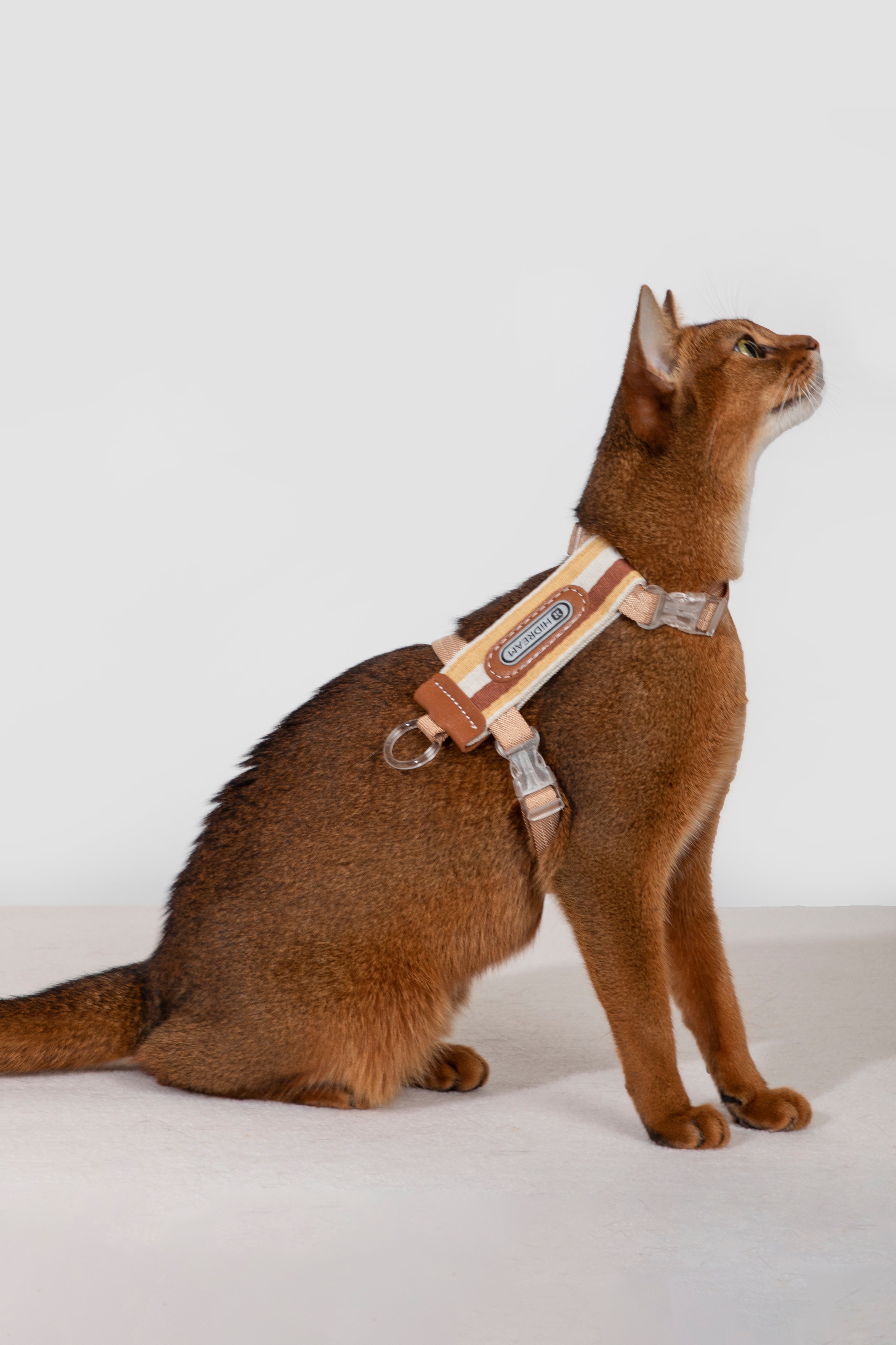 Set Pettorina + Guinzaglio per Gatto – Rigato