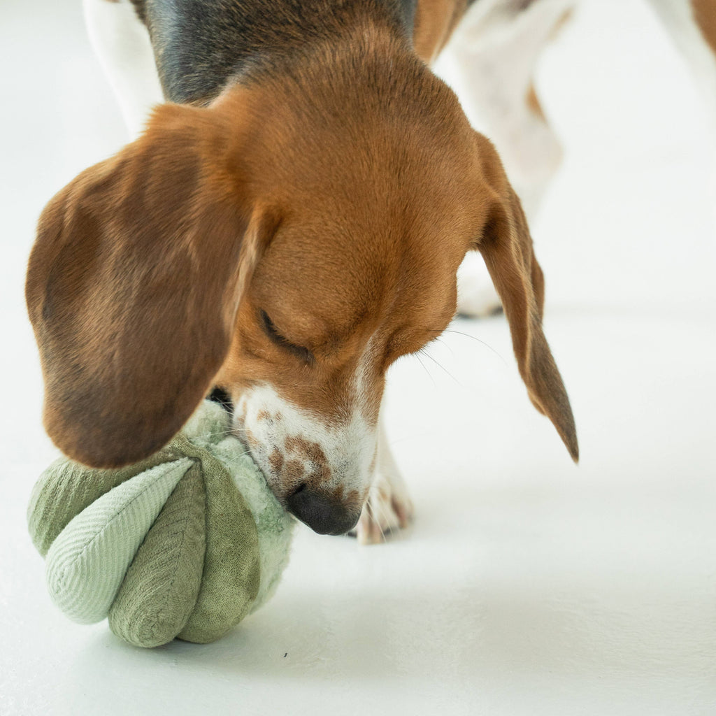 TOTO // GIOCATTOLO DI ARRICCHIMENTO PER CANI // Silenzioso // Palla Snuffle più piccola: Felce