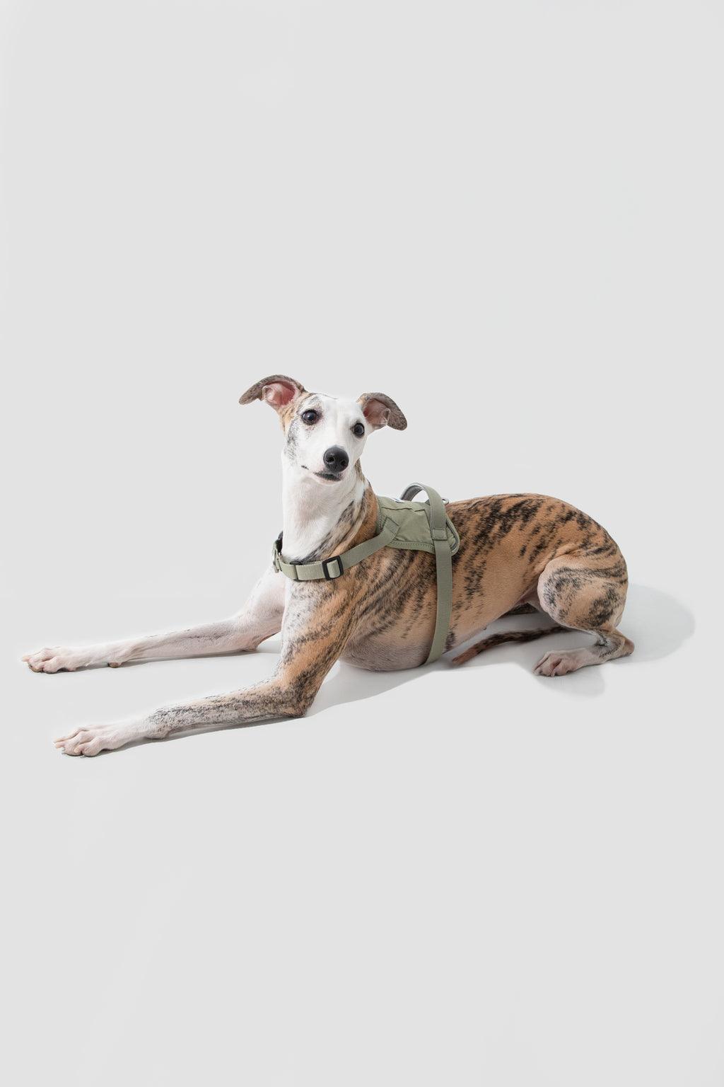 Pettorina Anti-Strappo Quick-On