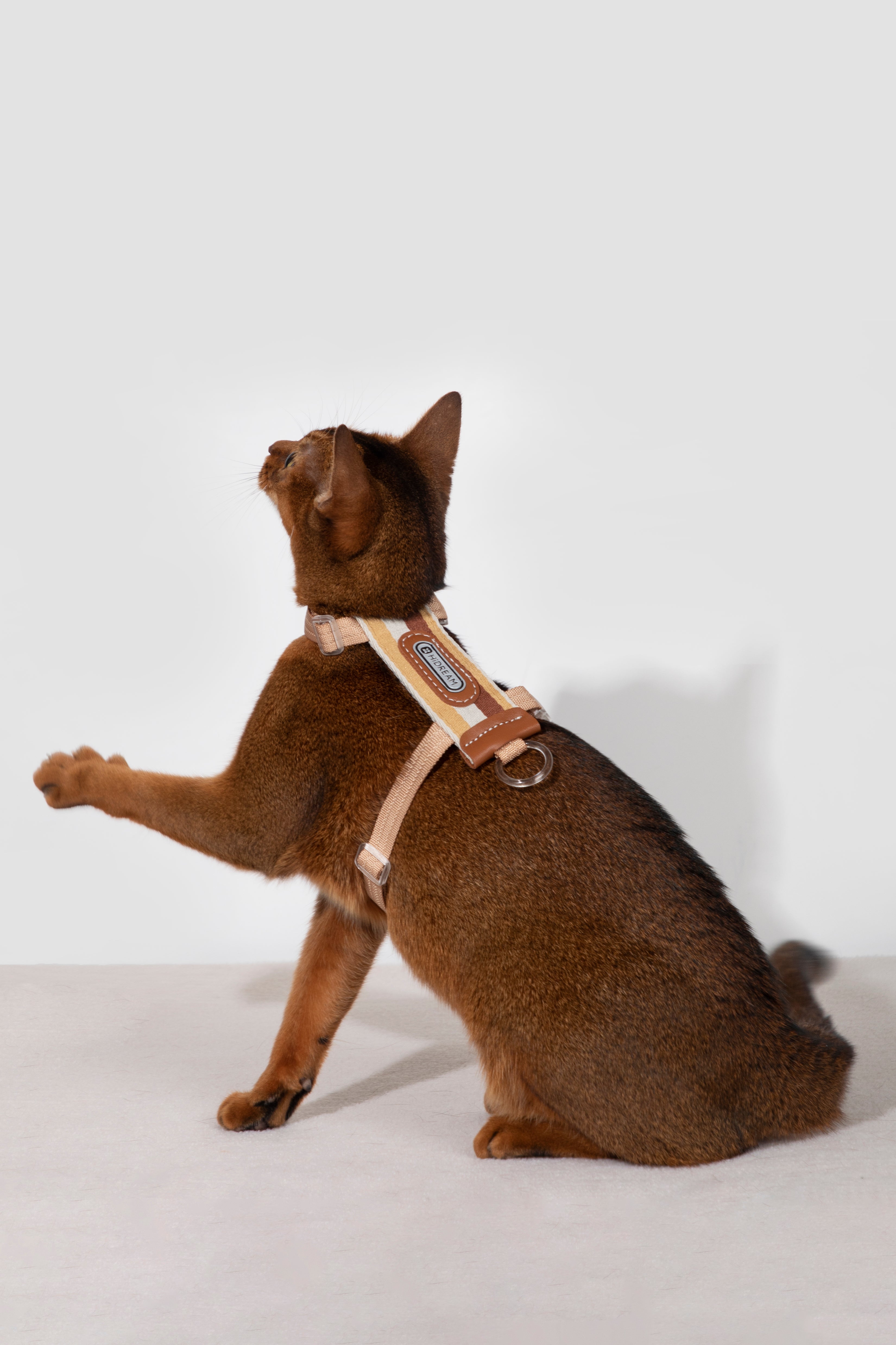 Set Pettorina + Guinzaglio per Gatto – Rigato
