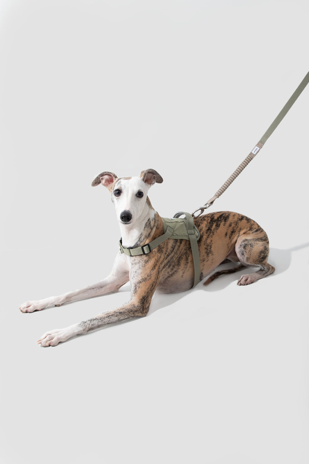 Pettorina Anti-Strappo Quick-On