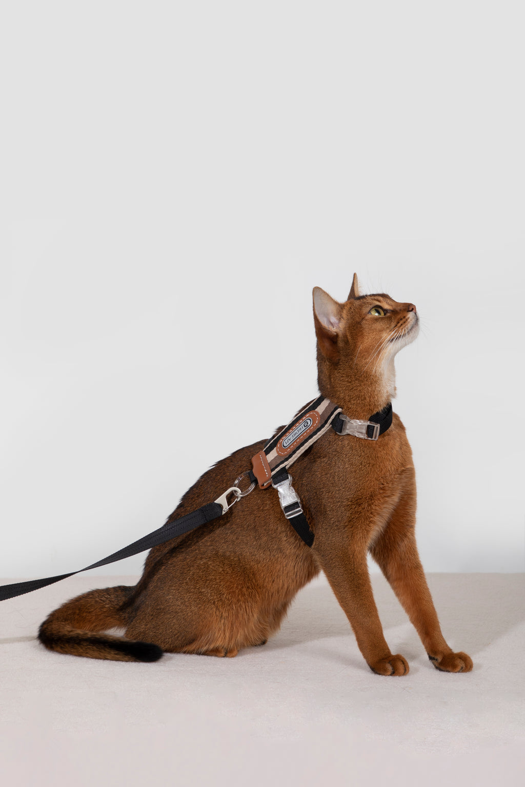 Set Pettorina + Guinzaglio per Gatto – Rigato