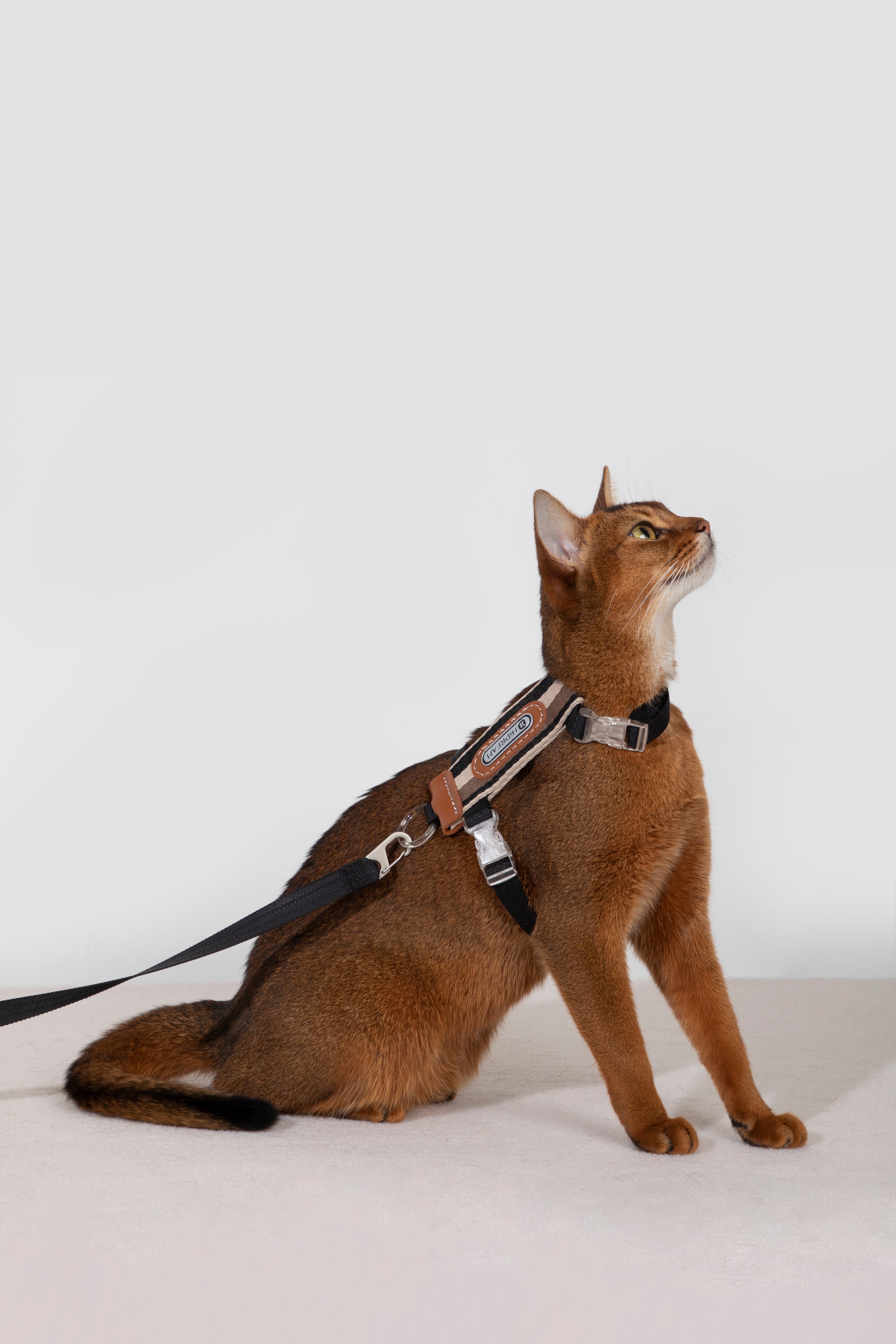 Set Pettorina + Guinzaglio per Gatto – Rigato