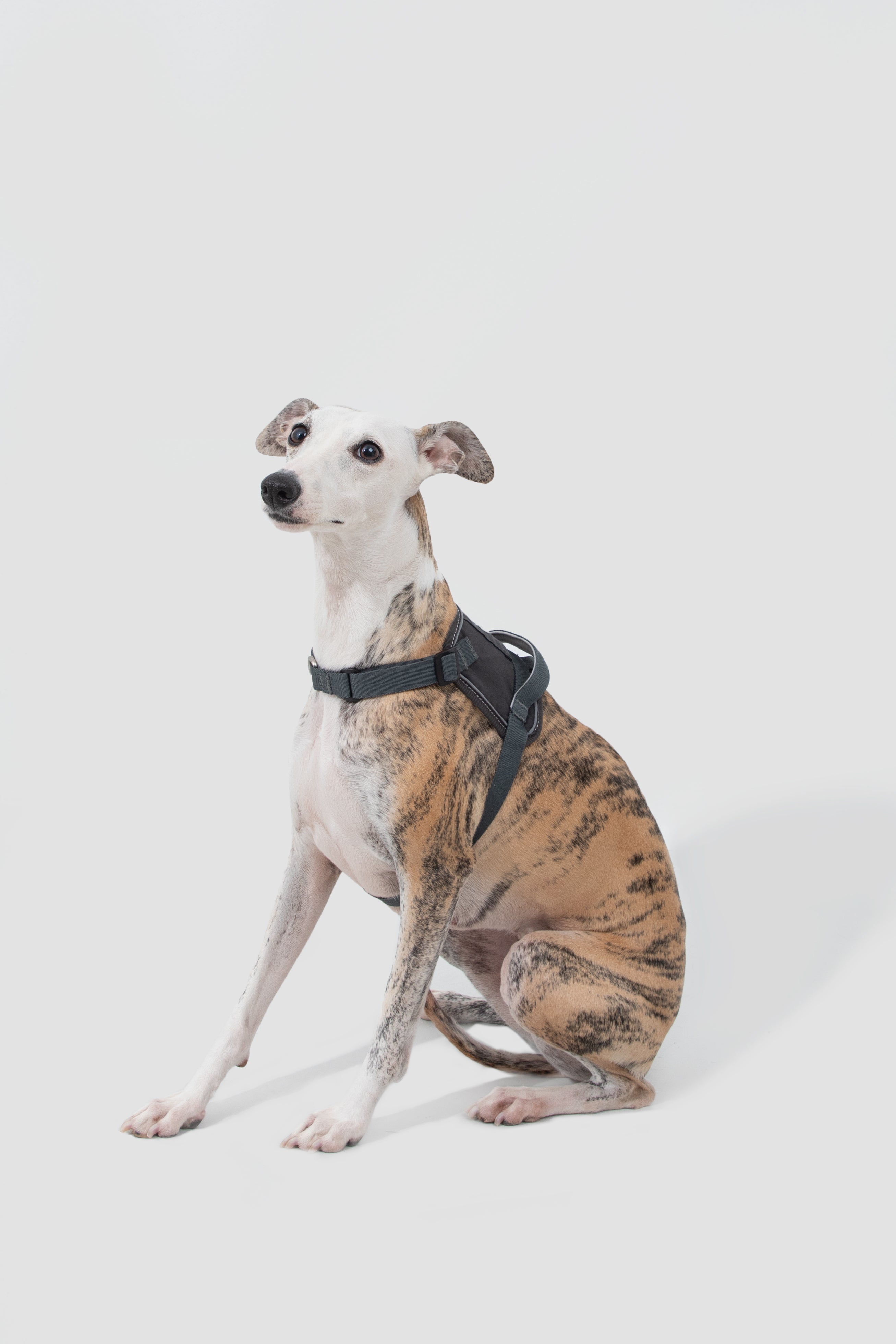 Pettorina Anti-Strappo Quick-On