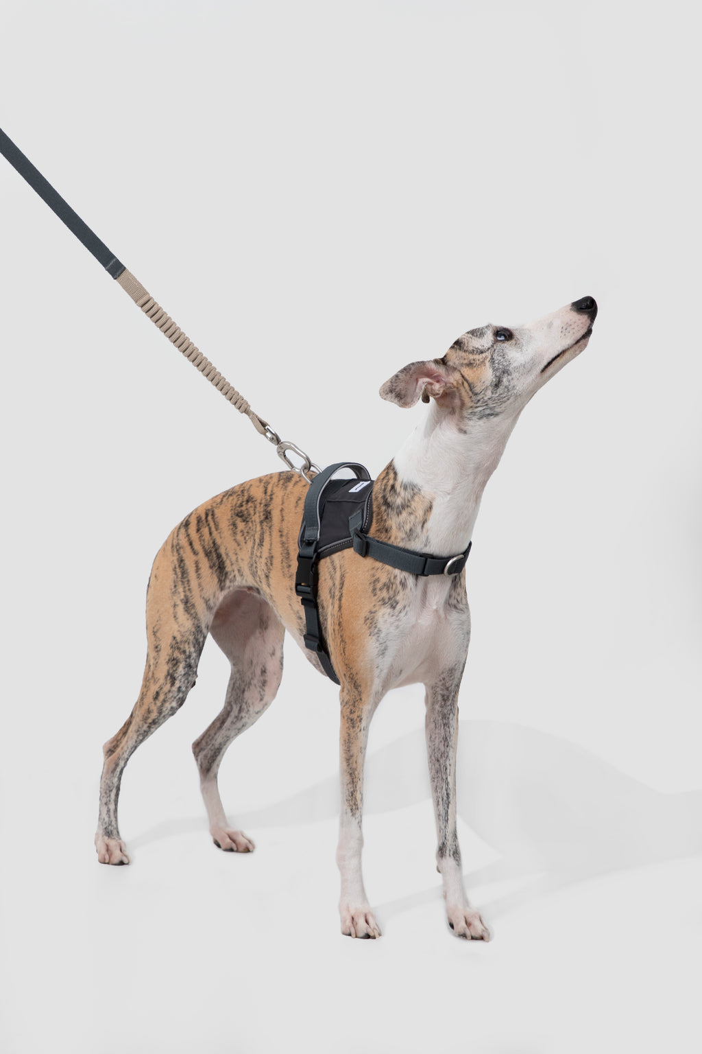 Pettorina Anti-Strappo Quick-On