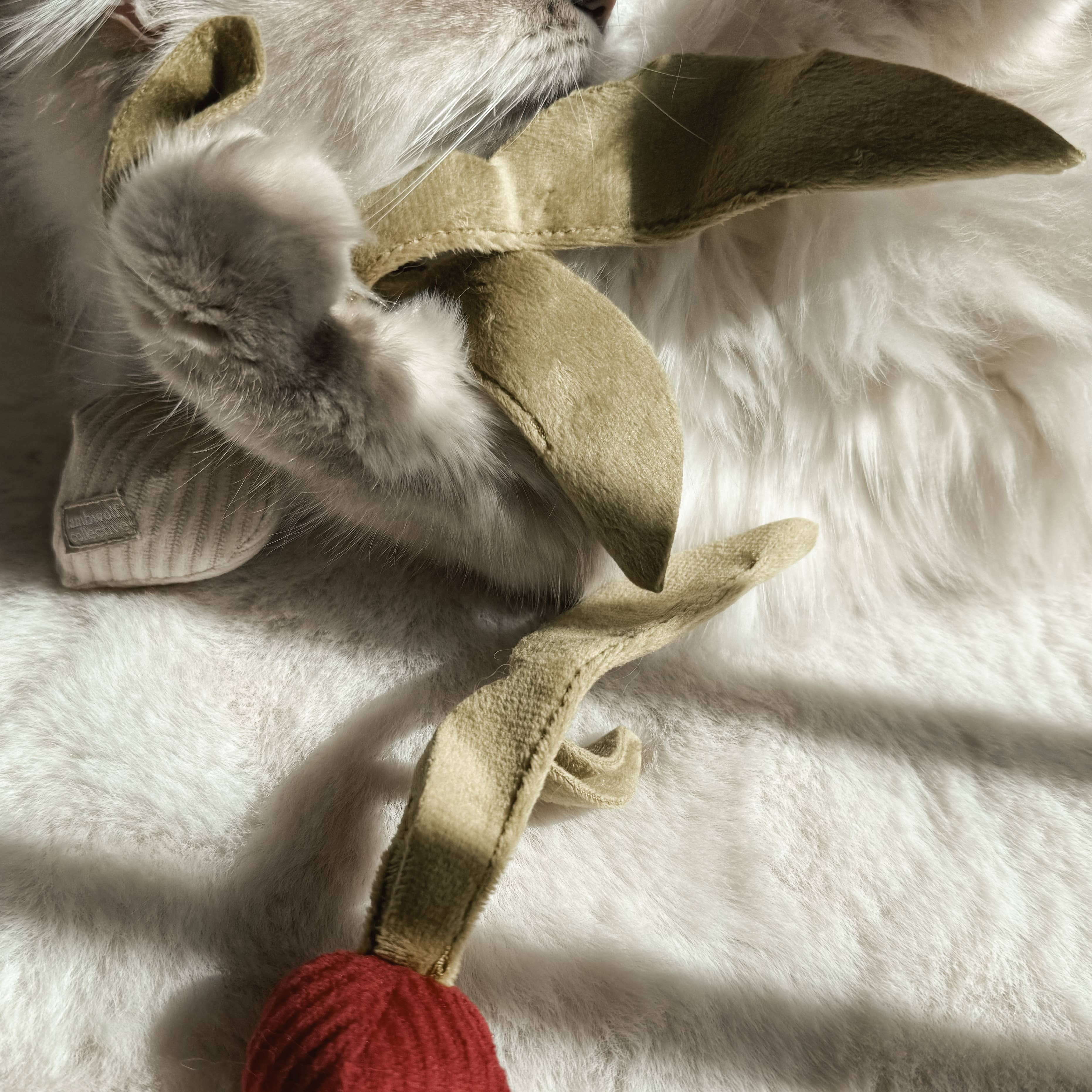 Kitten Giocattolo Ravanello con Erba gatta: XS/ BARBABIETOLA