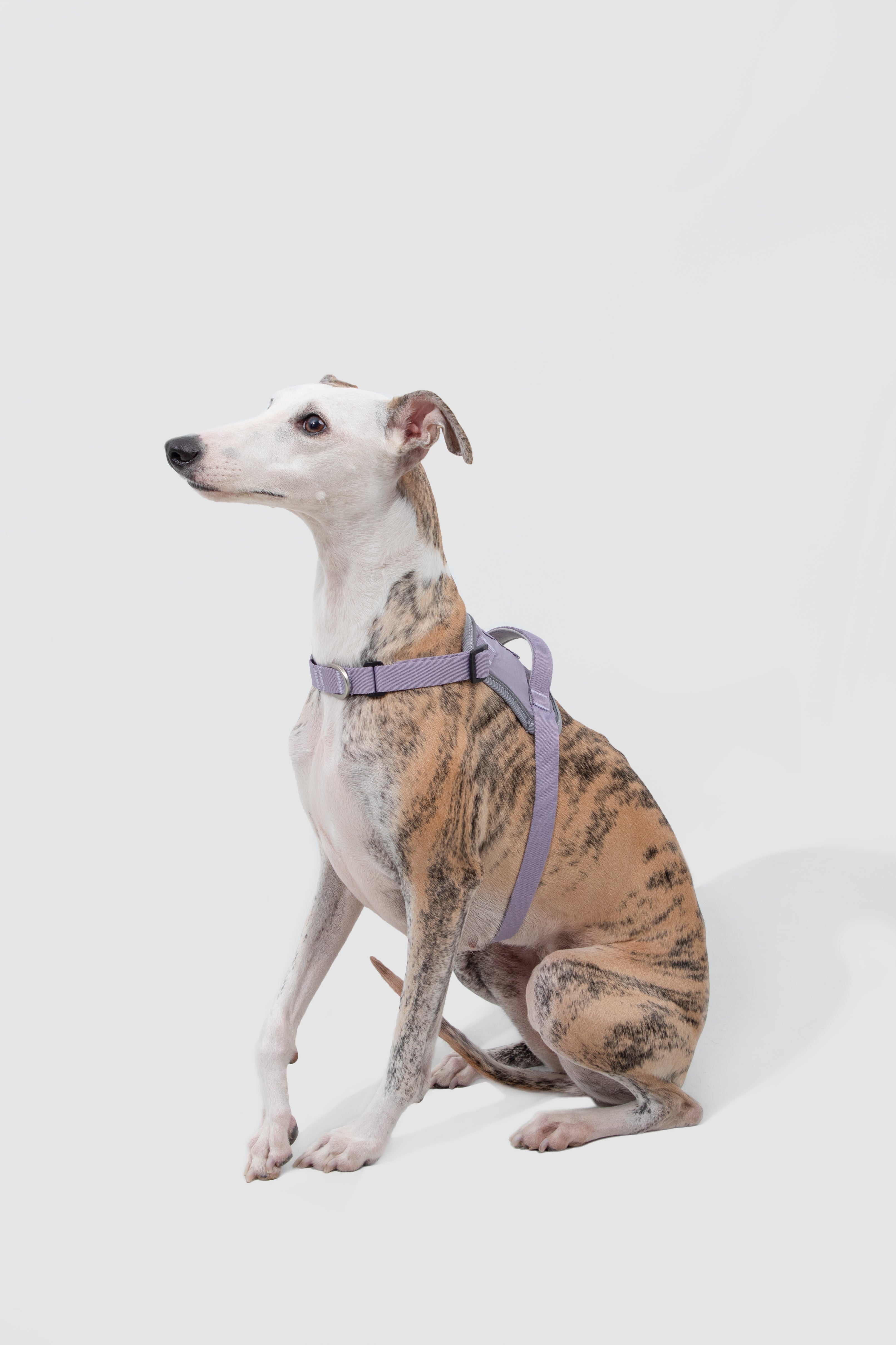 Pettorina Anti-Strappo Quick-On