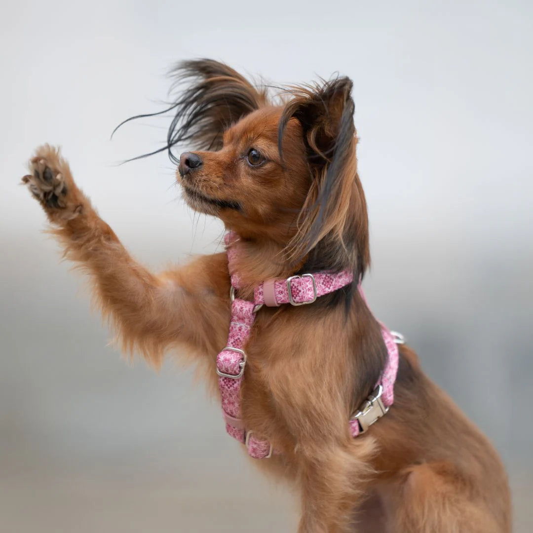 Pettorina Regolabile per Cani "Sicily"