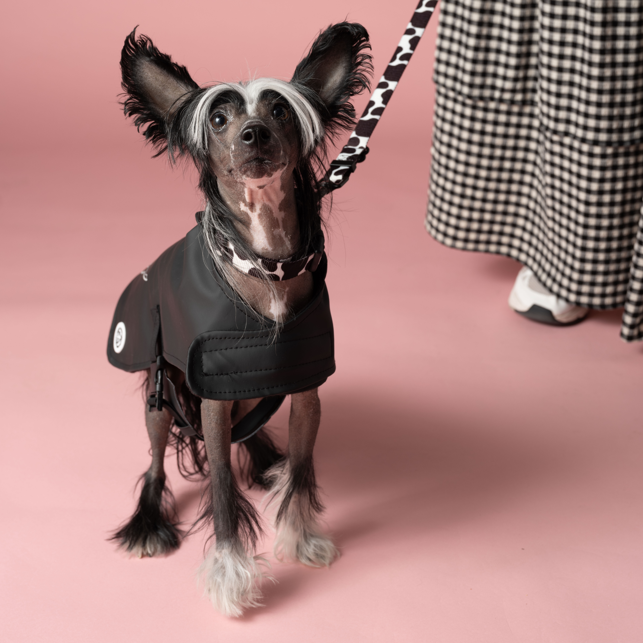 Impermeabile per cani nero riciclato