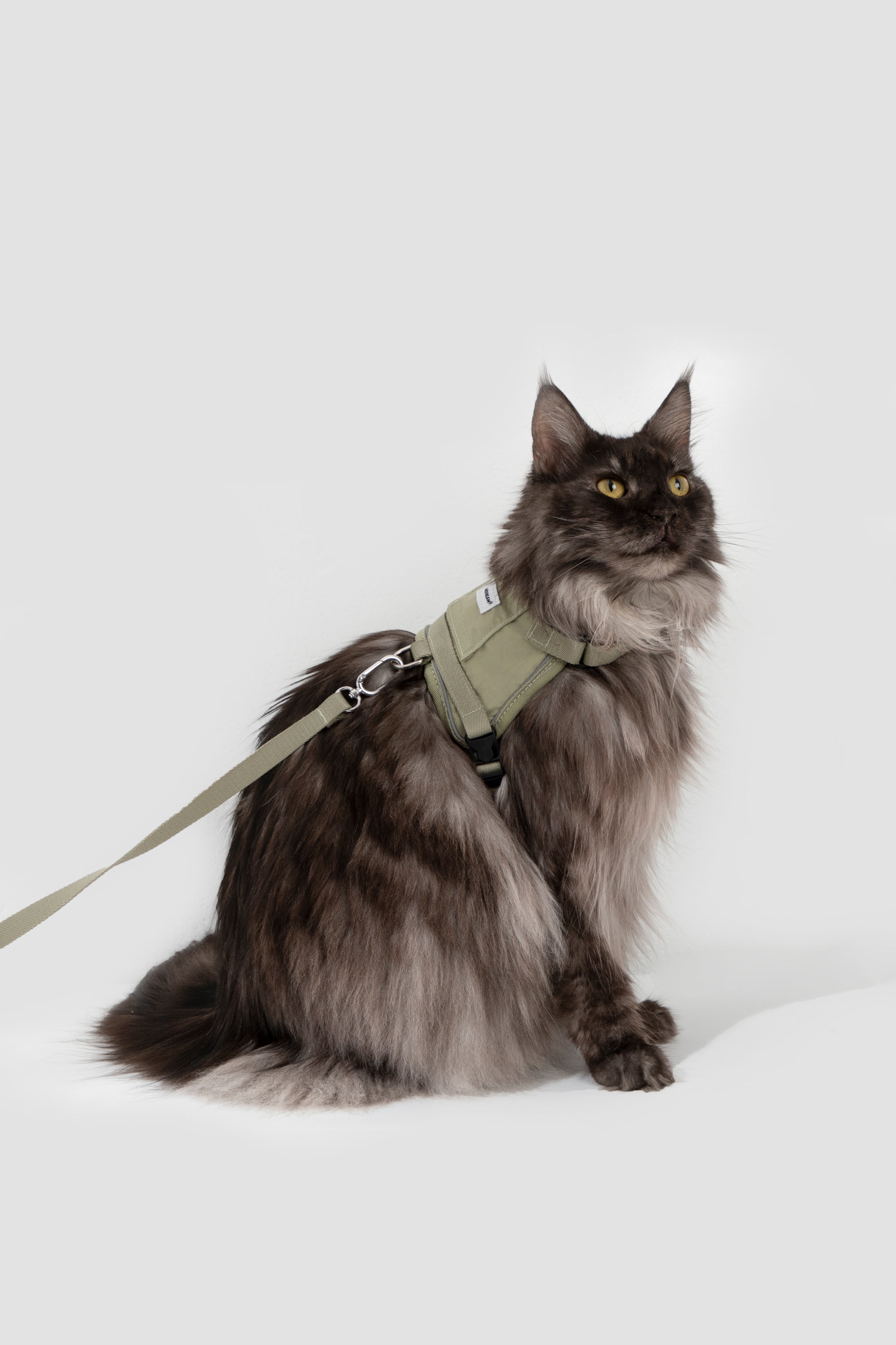 Set Pettorina + Guinzaglio per Gatto