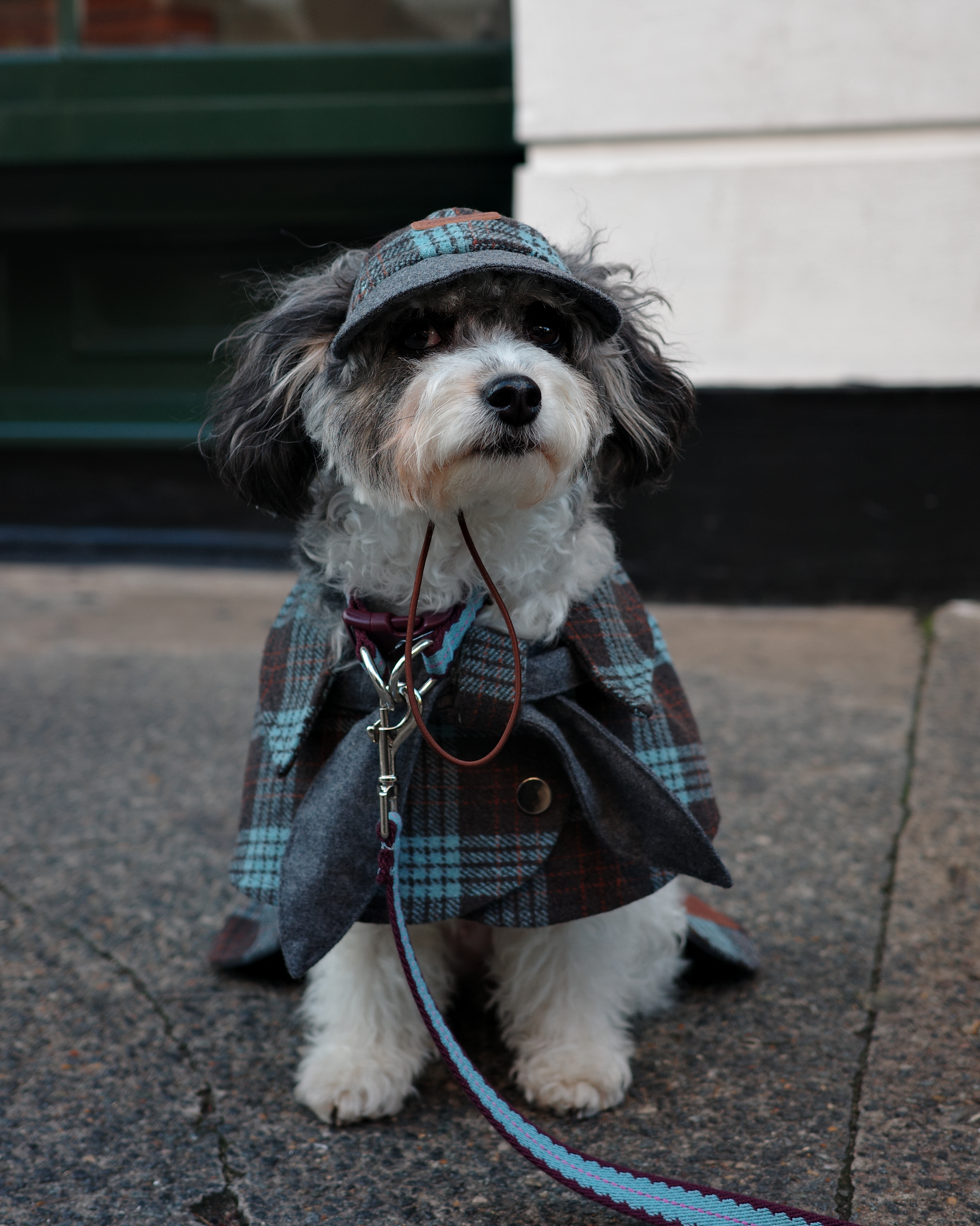 Mantella per Cani Sherlock