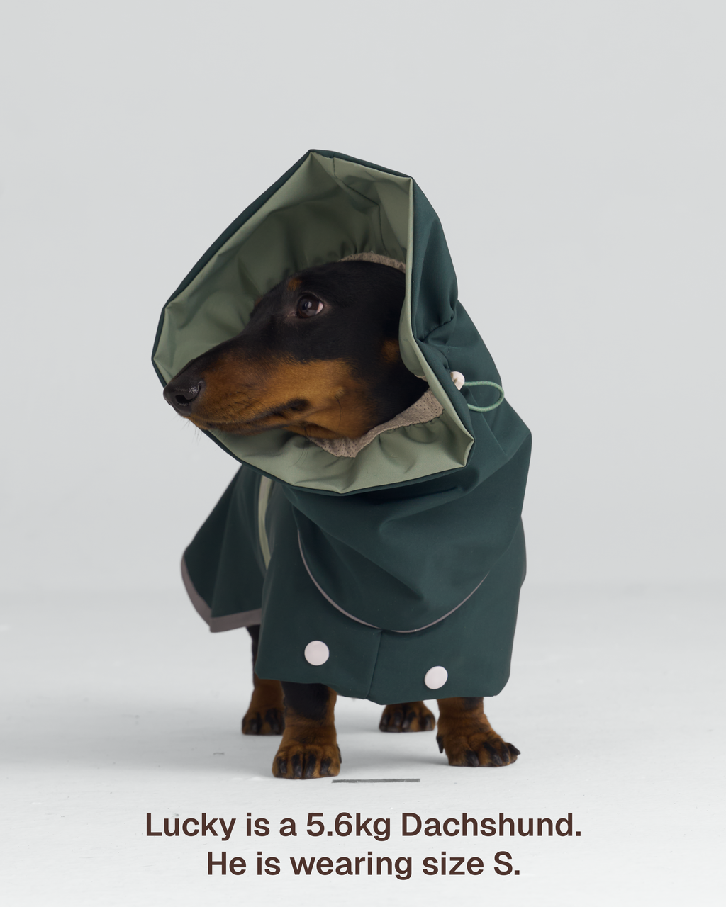 Regenjacke Hund Zumizumi – Hellgrau