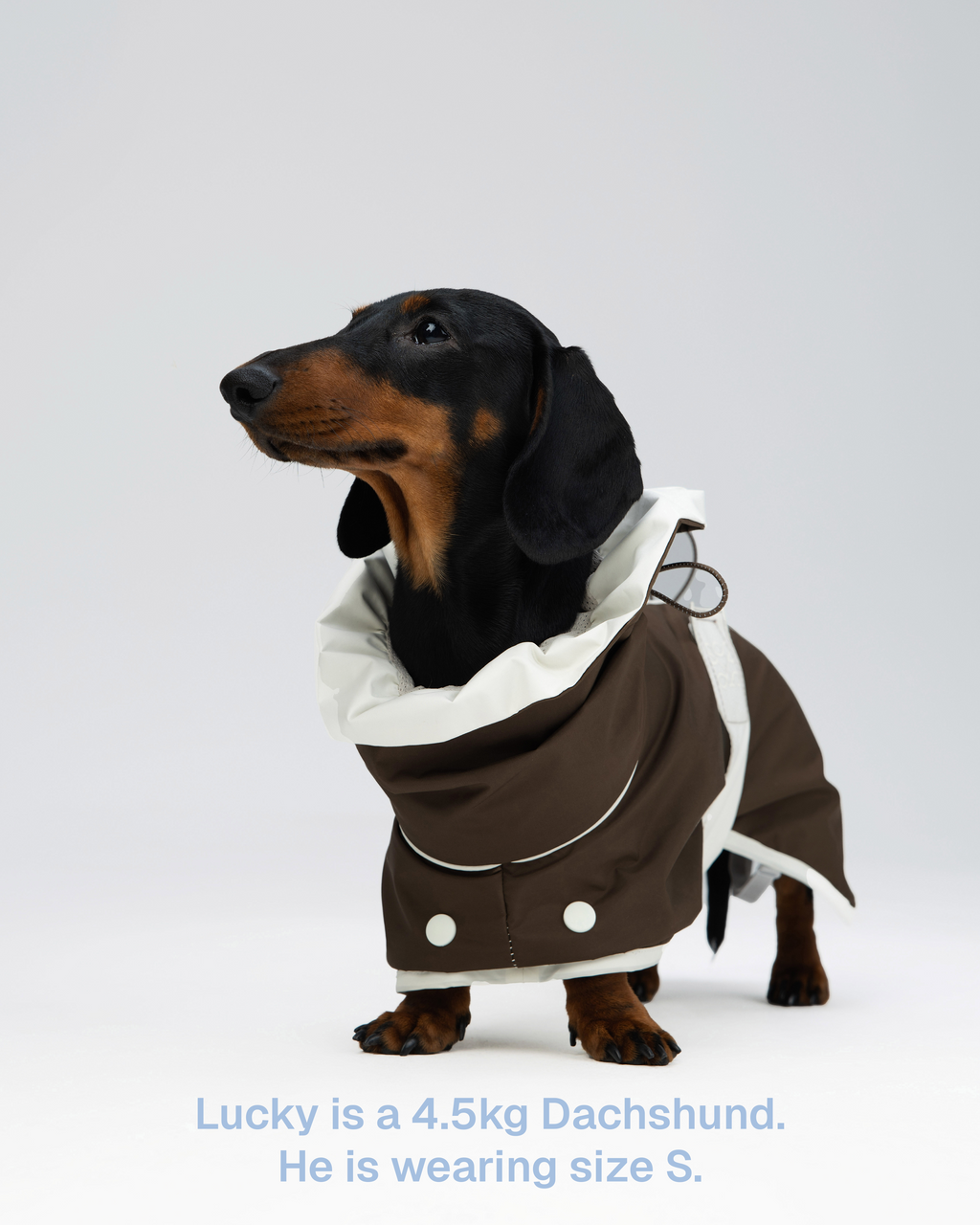 Regenjacke Hund Zumizumi – Hellgrau
