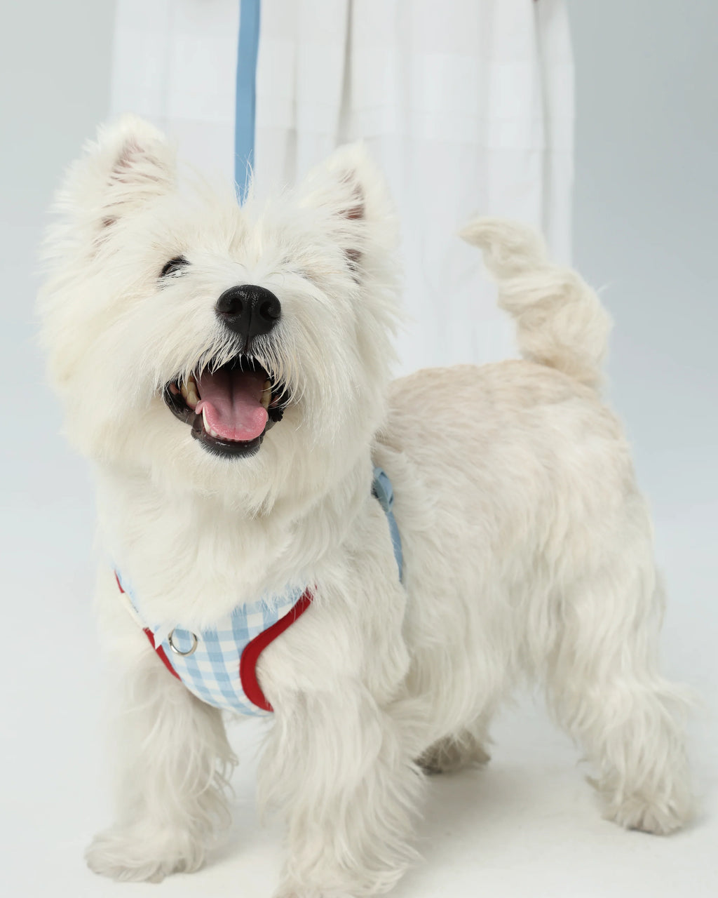 Pettorina per Cani “Bliss X-Shape”（Preordine con spedizione entro il 14 giugno）