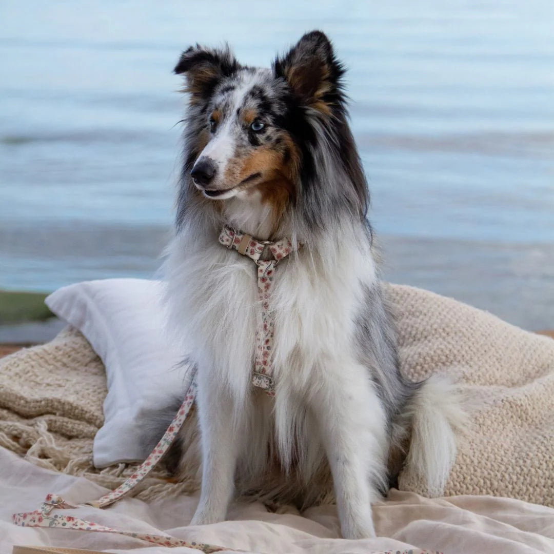Pettorina Ergonomica per Cani "Midsummer"