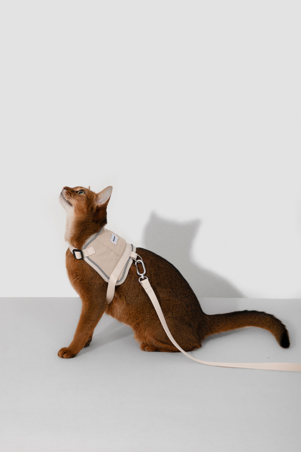Set Pettorina + Guinzaglio per Gatto