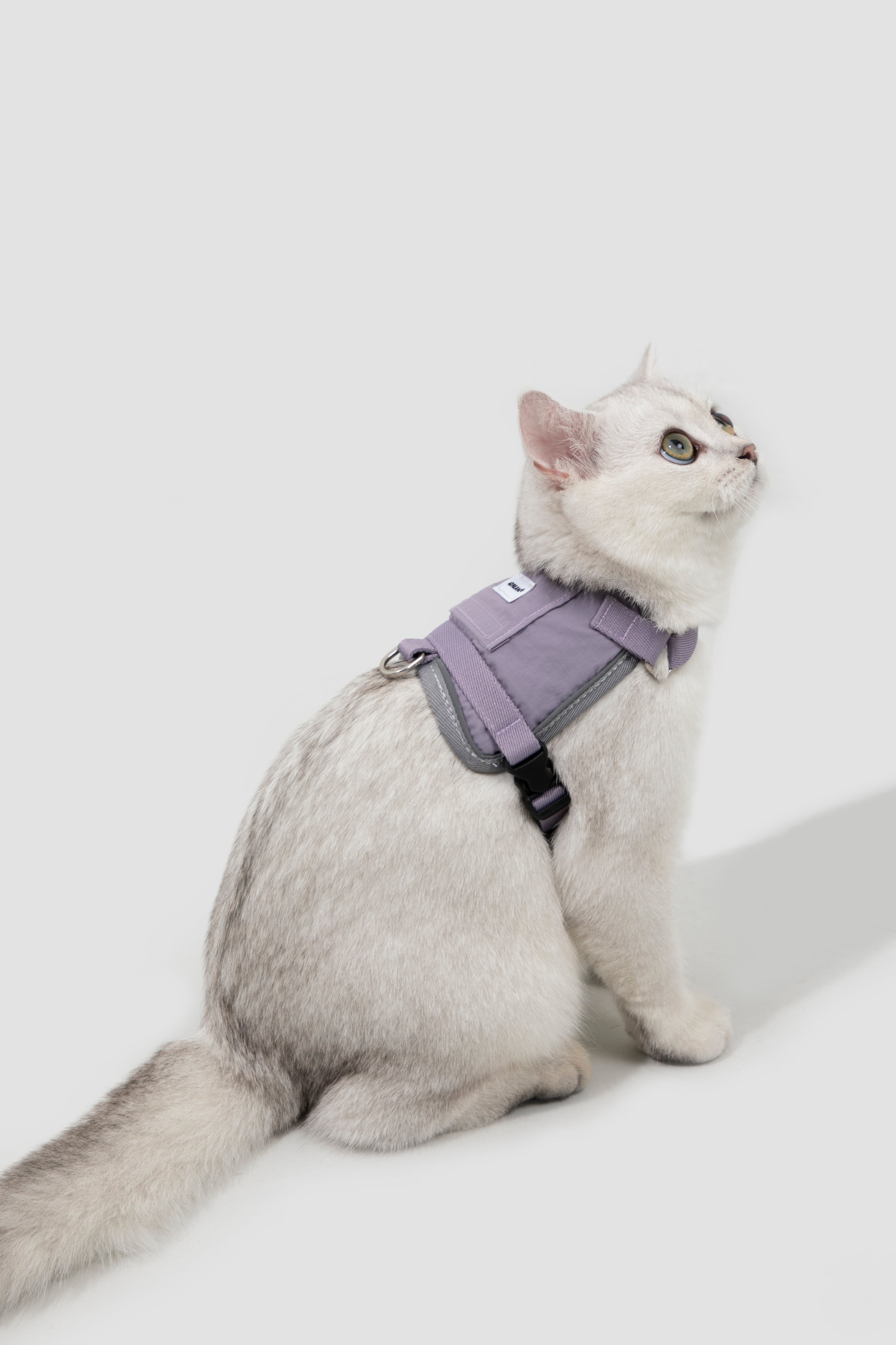 Set Pettorina + Guinzaglio per Gatto