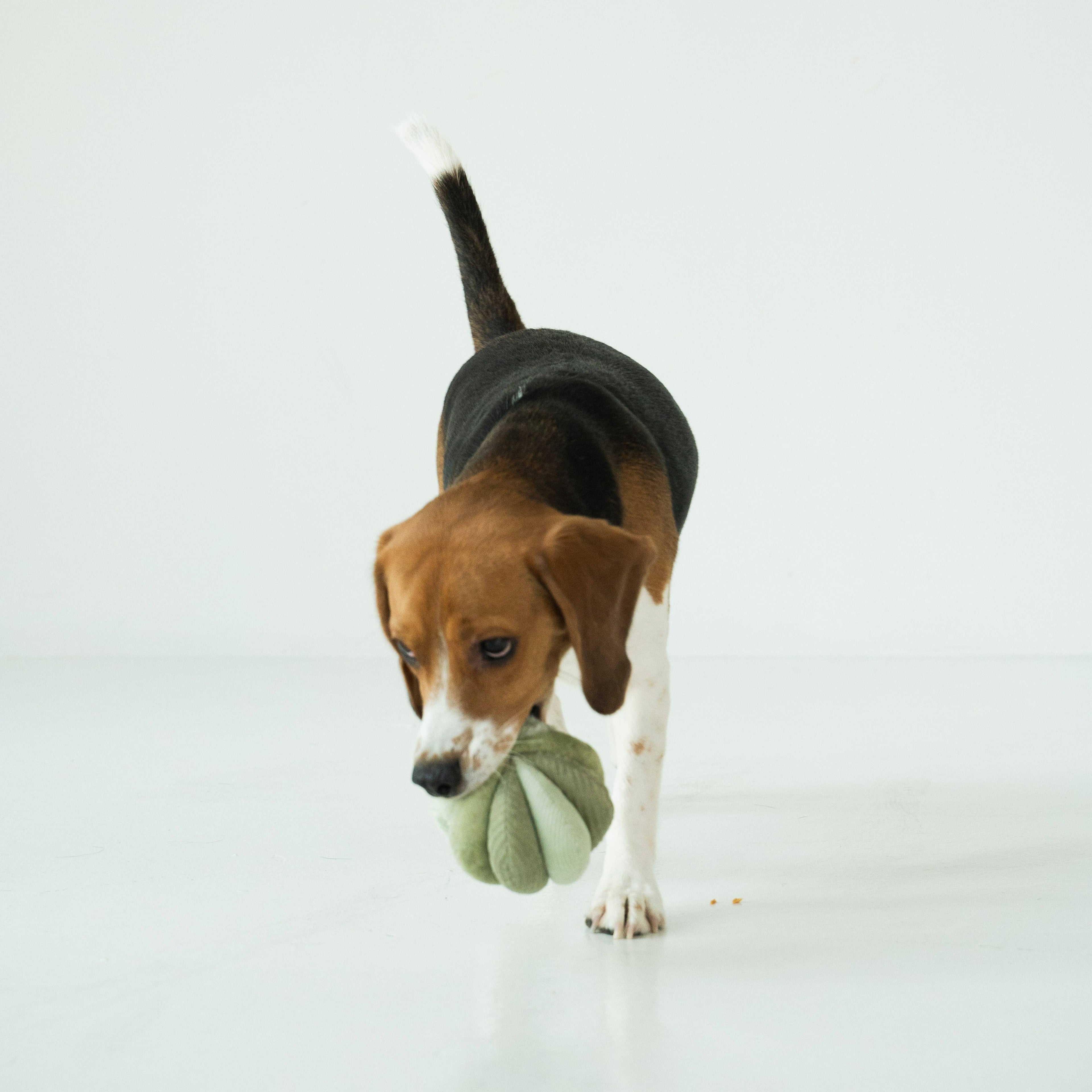 TOTO // GIOCATTOLO DI ARRICCHIMENTO PER CANI // Silenzioso // Palla Snuffle più piccola: Felce