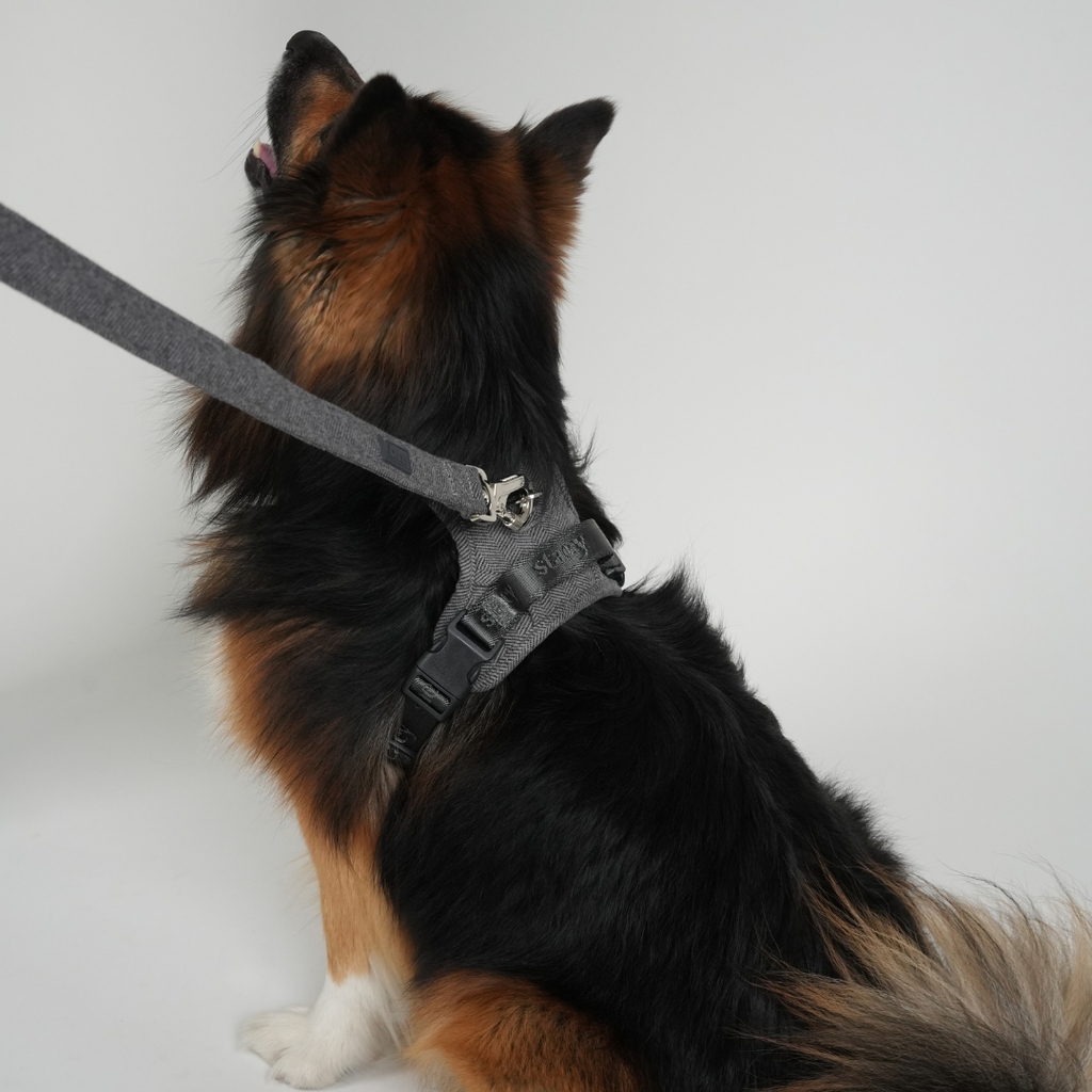 Guinzaglio per cane Elma | Blu polvere: Grande