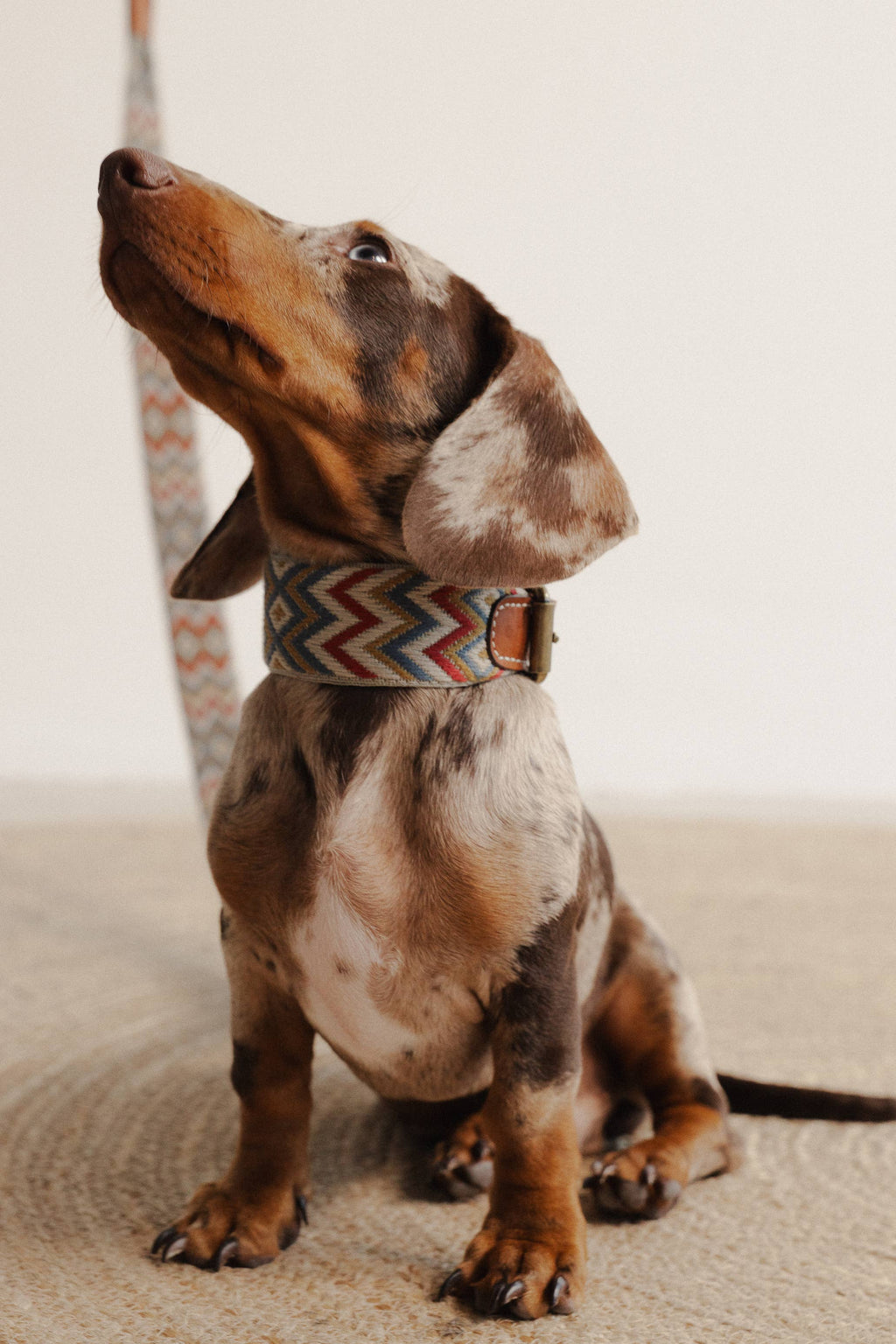 Guinzaglio Naya ZigZag – Buddys Dogwear