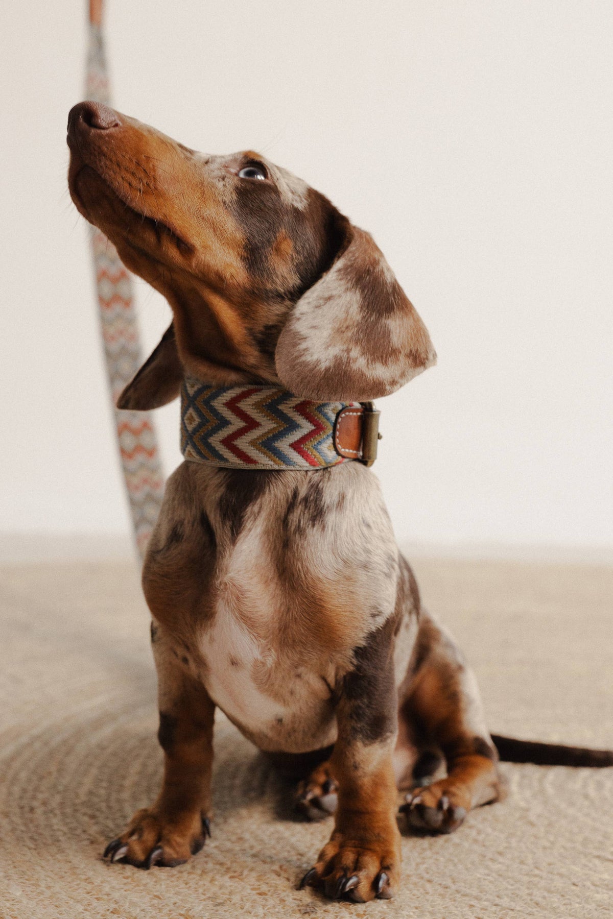 Guinzaglio Naya ZigZag – Buddys Dogwear