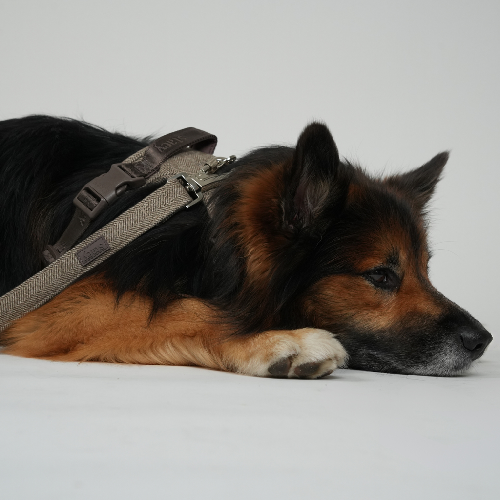 Guinzaglio per cane Elma | Mocca: Grande