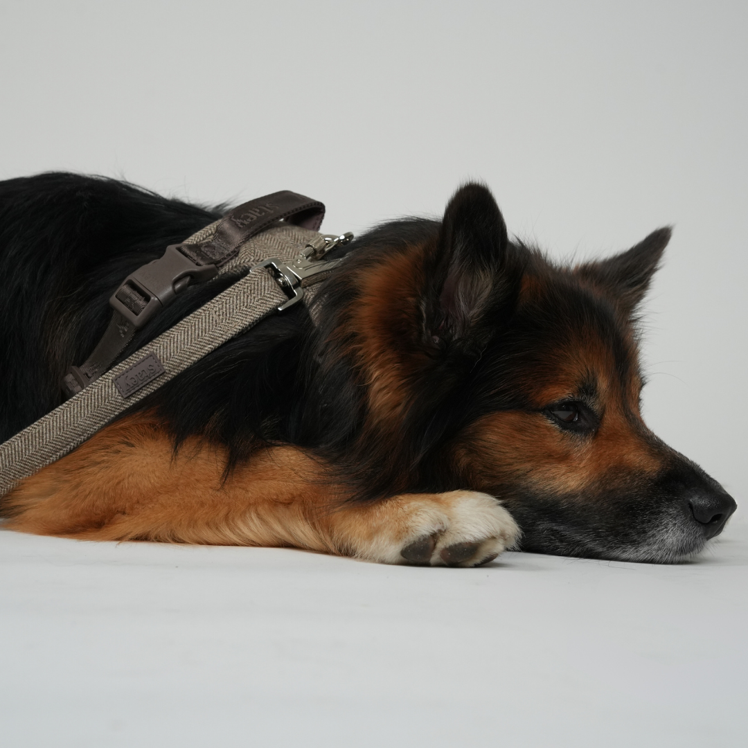 Guinzaglio per cane Elma | Mocca: Grande