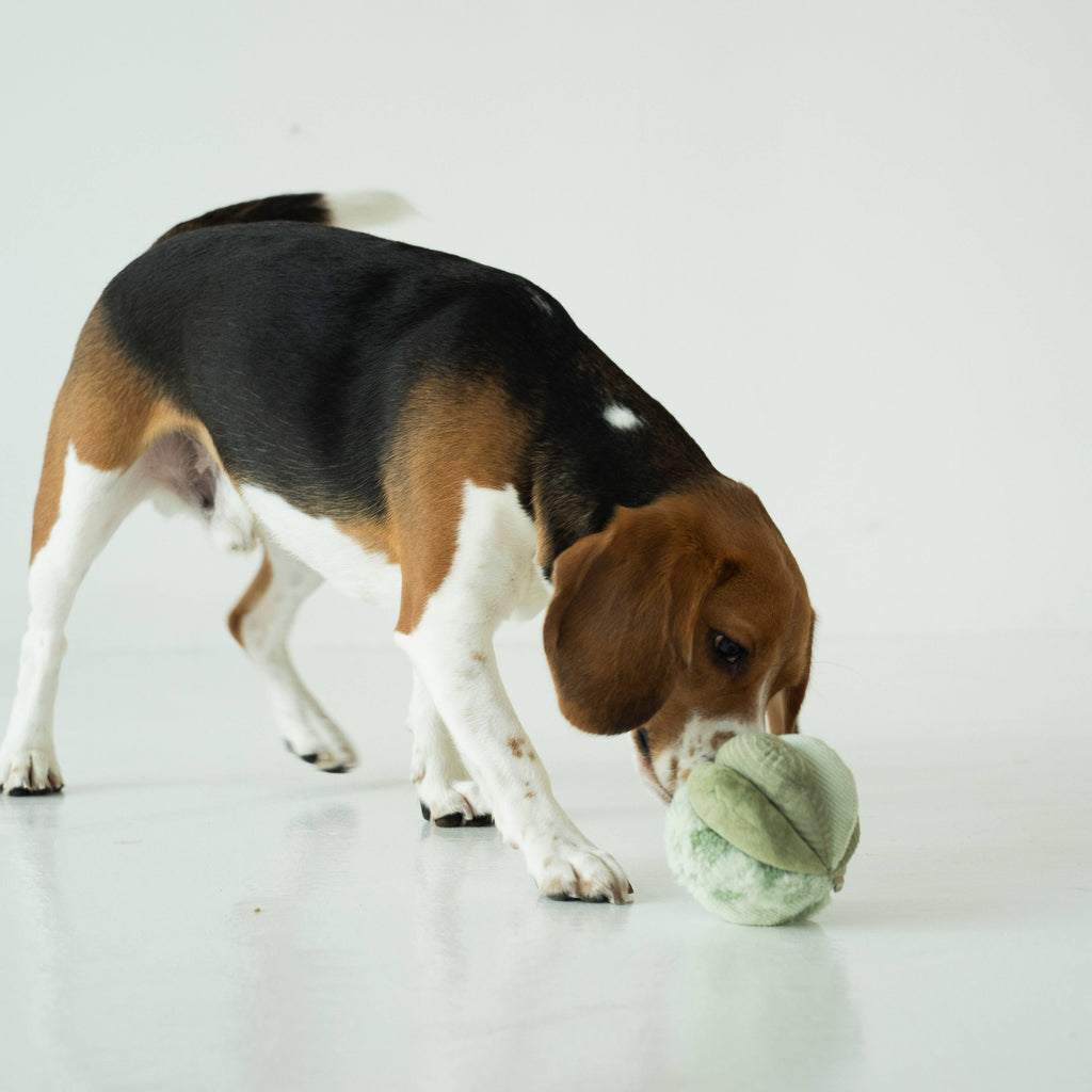 TOTO // GIOCATTOLO DI ARRICCHIMENTO PER CANI // Silenzioso // Palla Snuffle più piccola: Felce