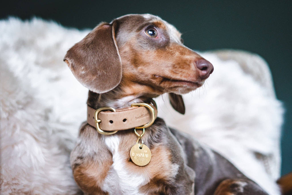 Collare in pelle per cani Fir: Marrone / XS (26-33,5 cm | 10,24-13,19 pollici)