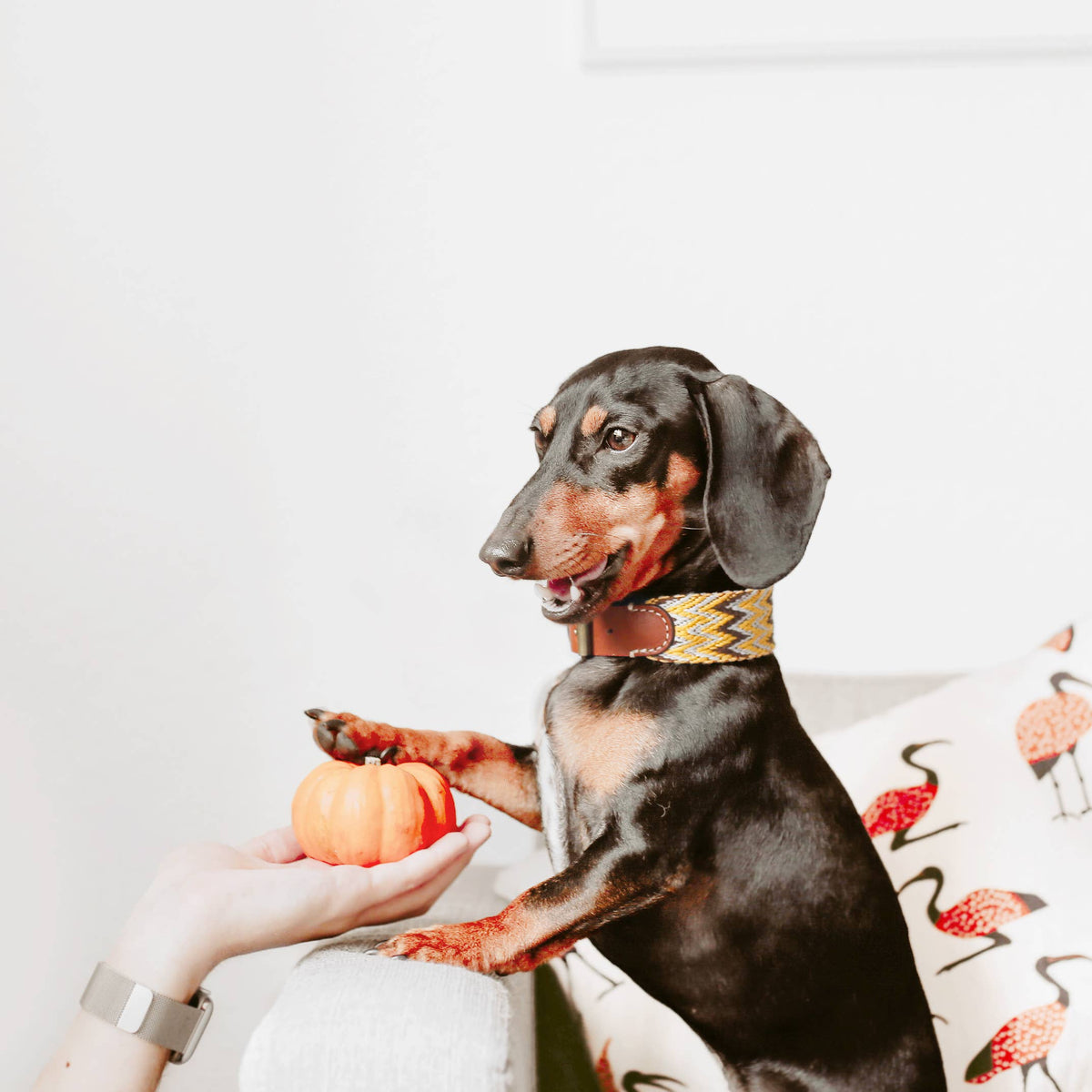 Collare Peruvian Gold – Buddys Dogwear