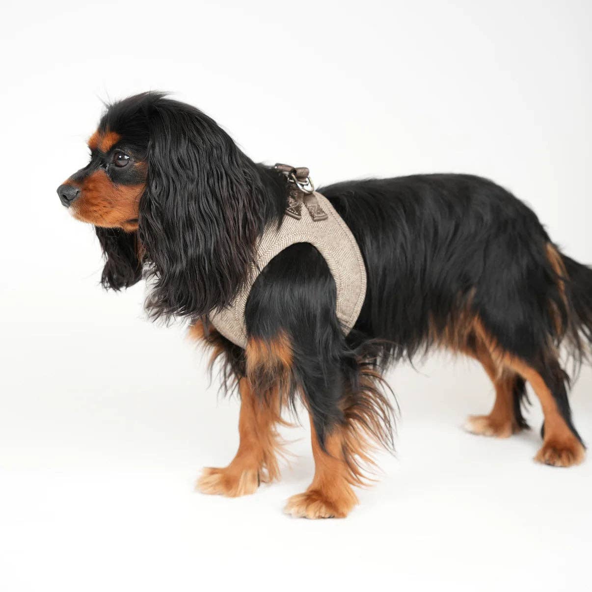 Imbracatura Step-In per Cani Saga | Mocca: M