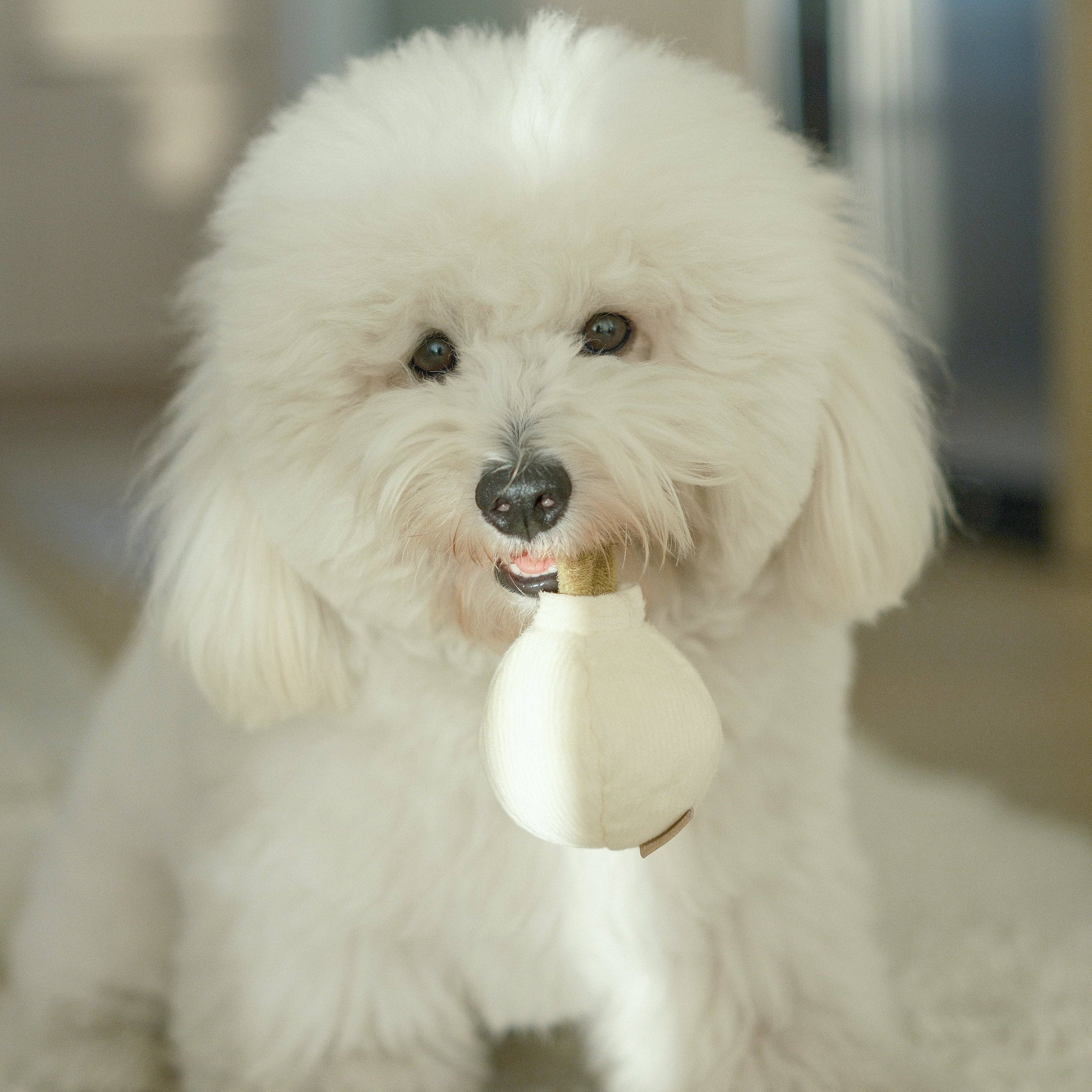 GARLIC POP // GIOCATTOLO DI ARRICCHIMENTO PER CANI // Palla che cigola // Mini