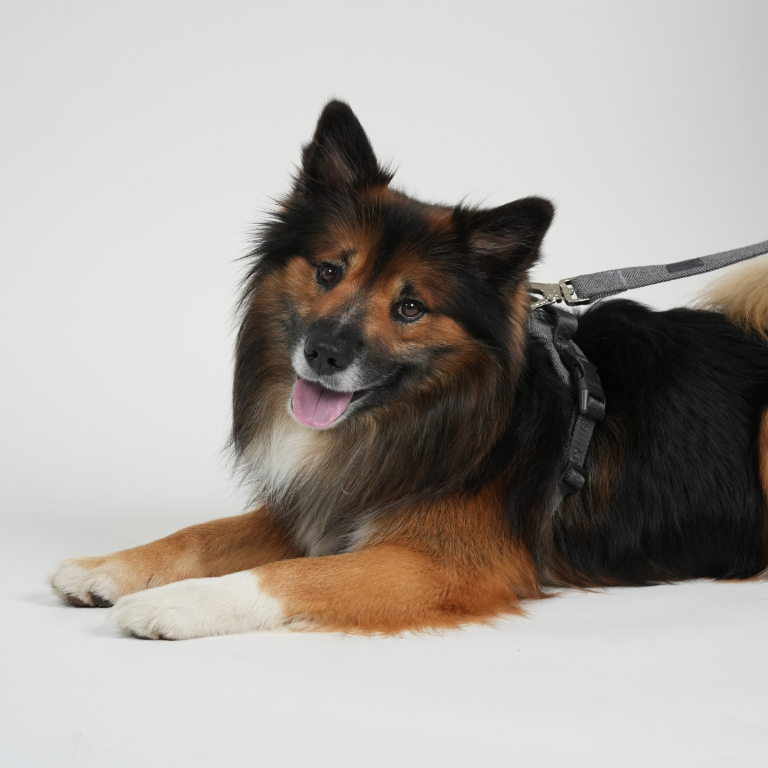 Guinzaglio per cane Elma | Blu polvere: Medium