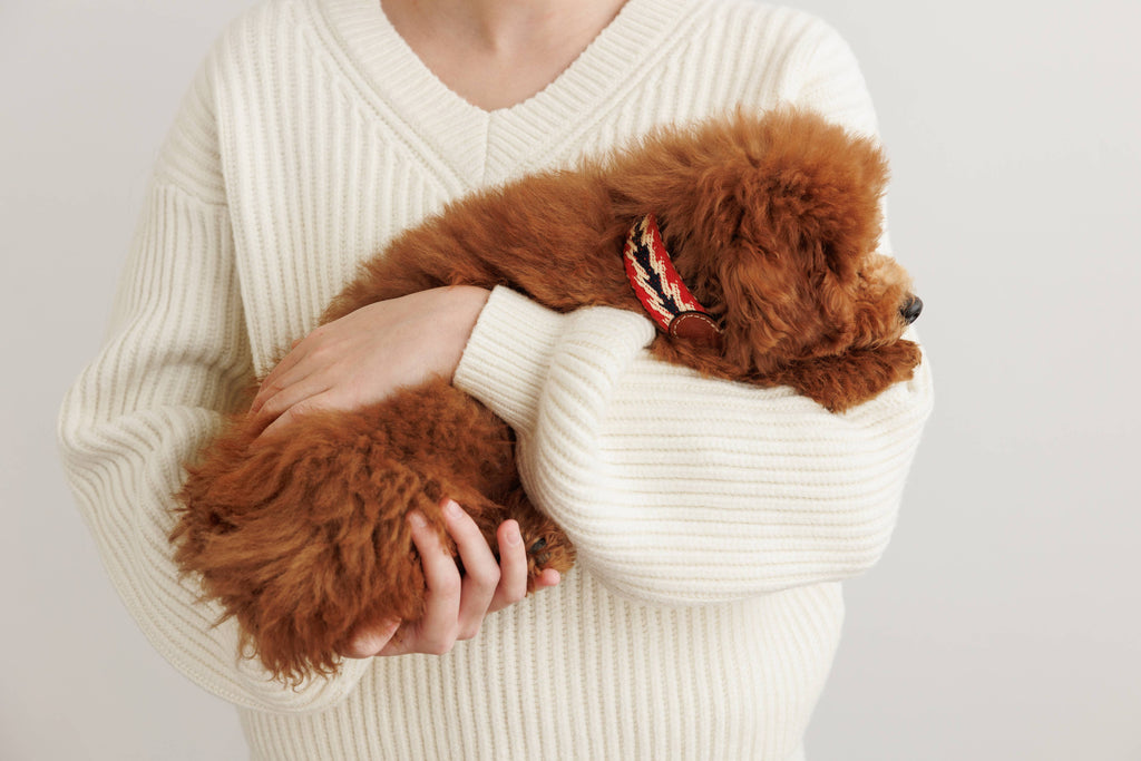 Collare Peruvian Petite Freccia Rossa – Buddys Dogwear
