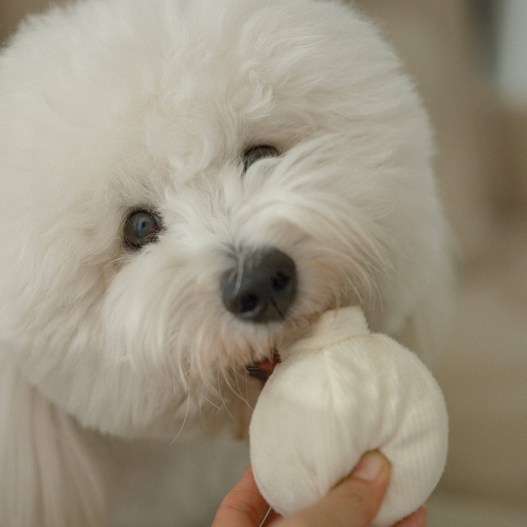 GARLIC POP // GIOCATTOLO DI ARRICCHIMENTO PER CANI // Palla che cigola // Mini