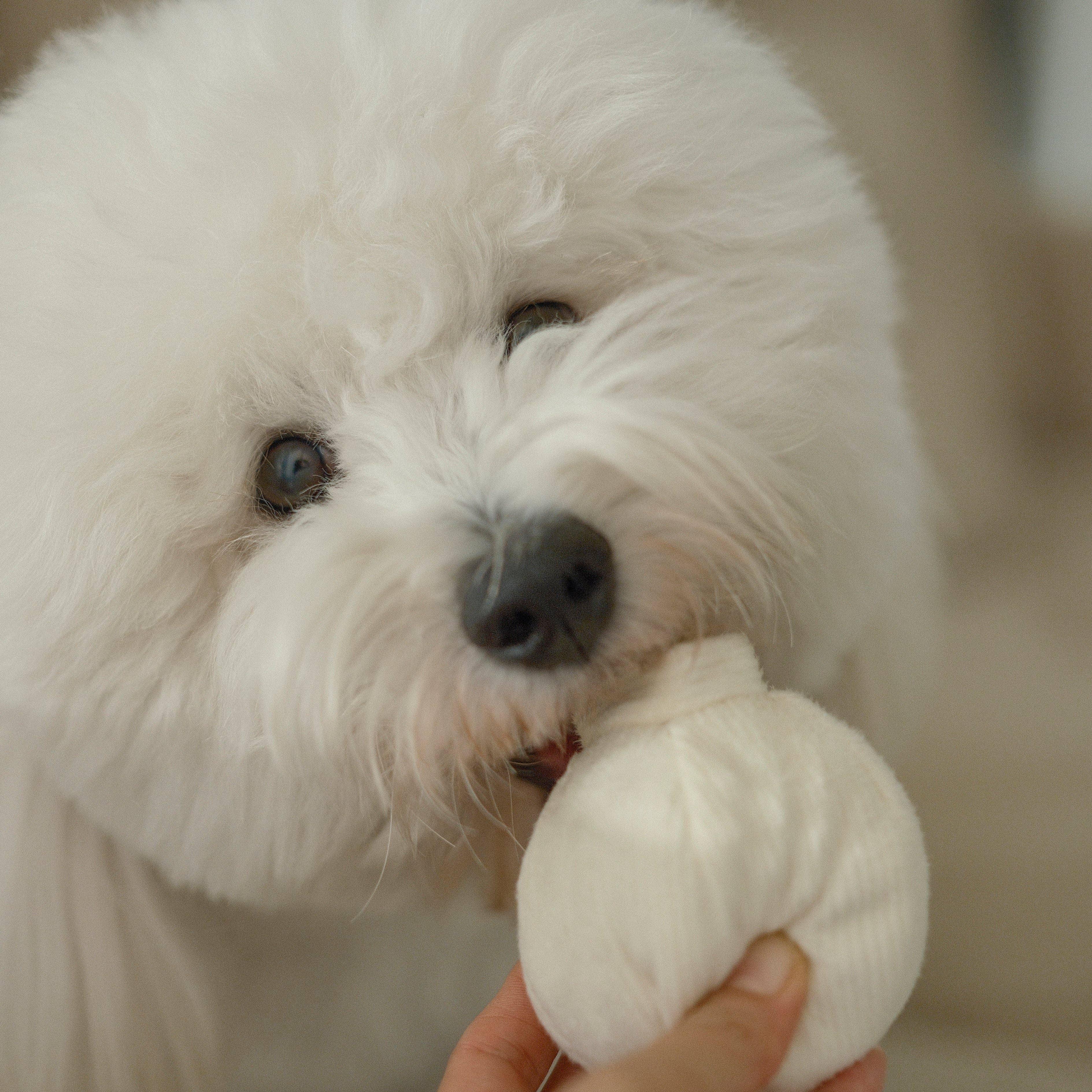 GARLIC POP // GIOCATTOLO DI ARRICCHIMENTO PER CANI // Palla che cigola // Mini
