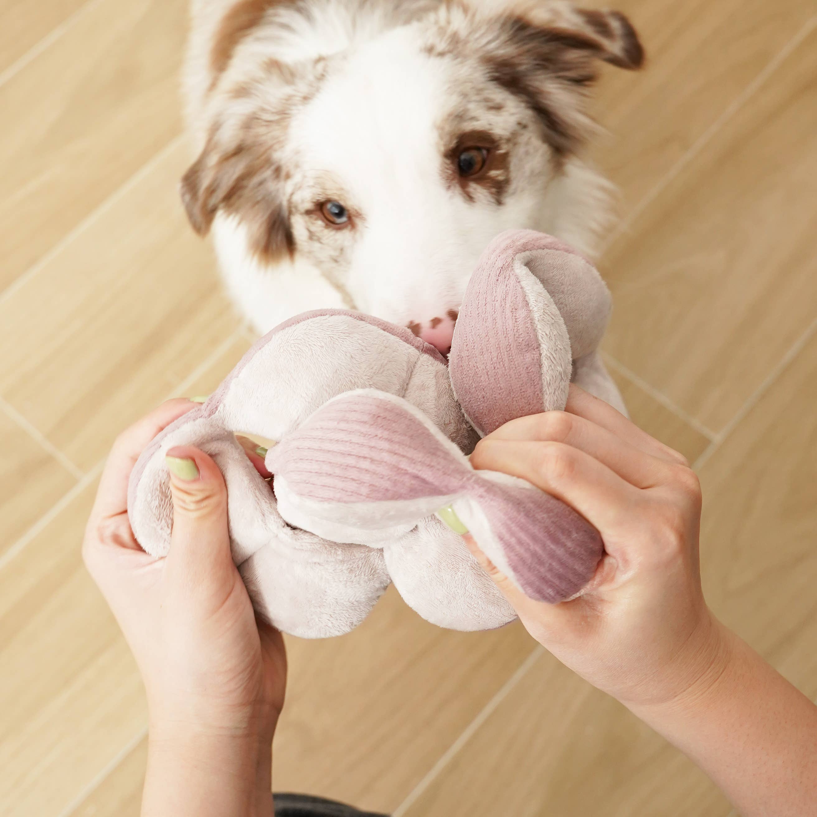 MONTI*// GIOCO DI ARRICCHIMENTO PER CANI // VERSIONE SILENZIOSA // VIOLA
