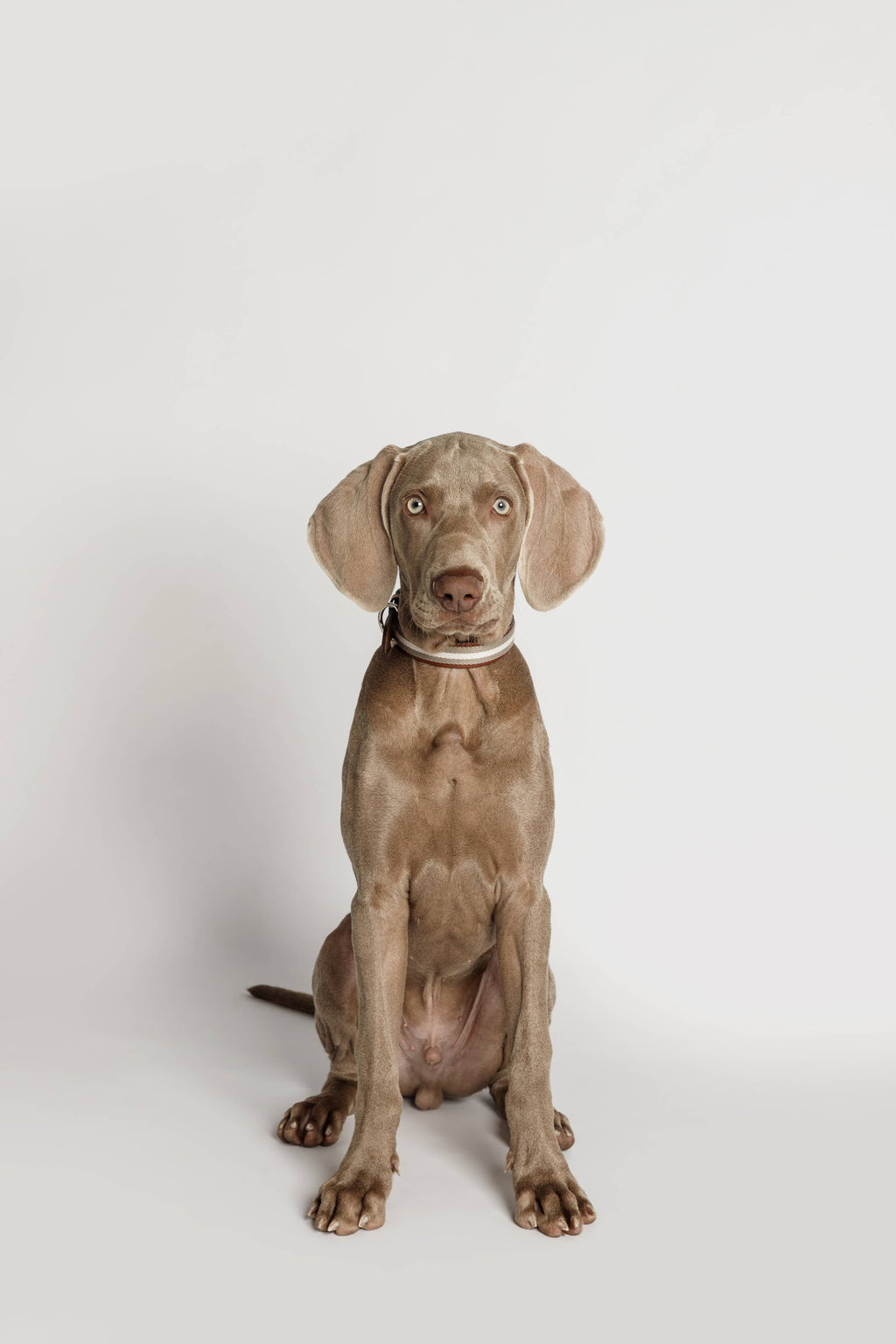 Guinzaglio Baseball Grey – Buddys Dogwear