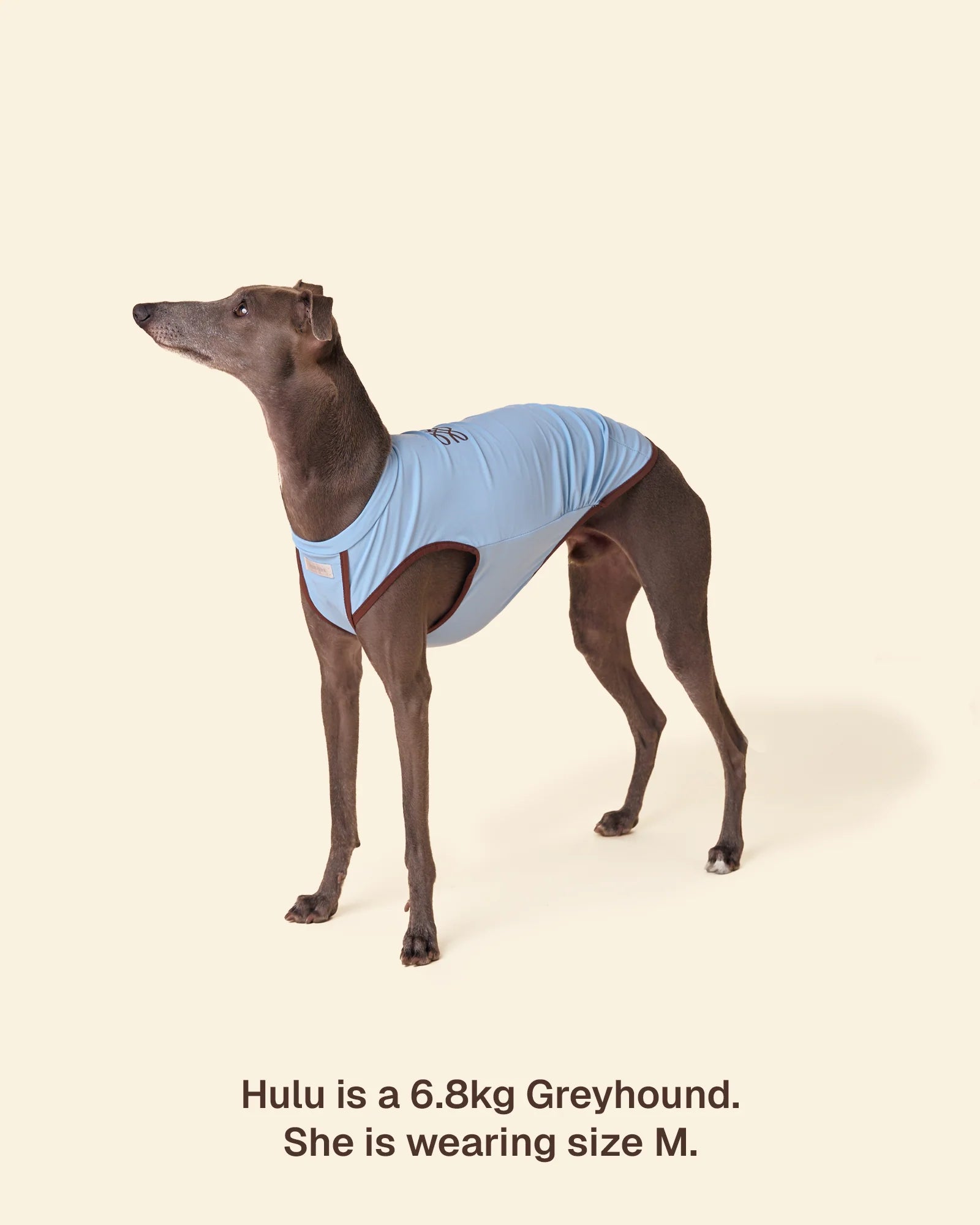 T-shirt Rinfrescante per Cani con Protezione Solare（Preordine con spedizione entro il 14 giugno）