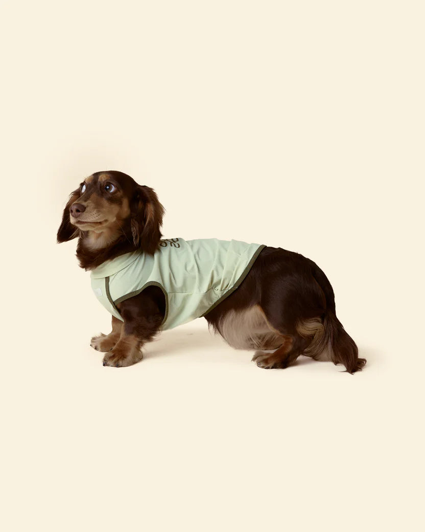 T-shirt Rinfrescante per Cani con Protezione Solare（Preordine con spedizione entro il 14 giugno）
