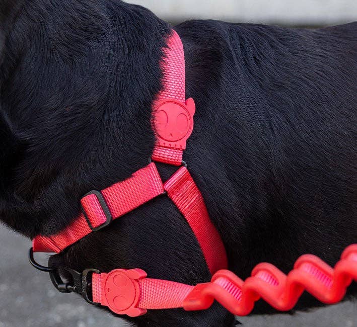 Guinzaglio ammortizzato 2.0 Neon Coral – Zee.Dog