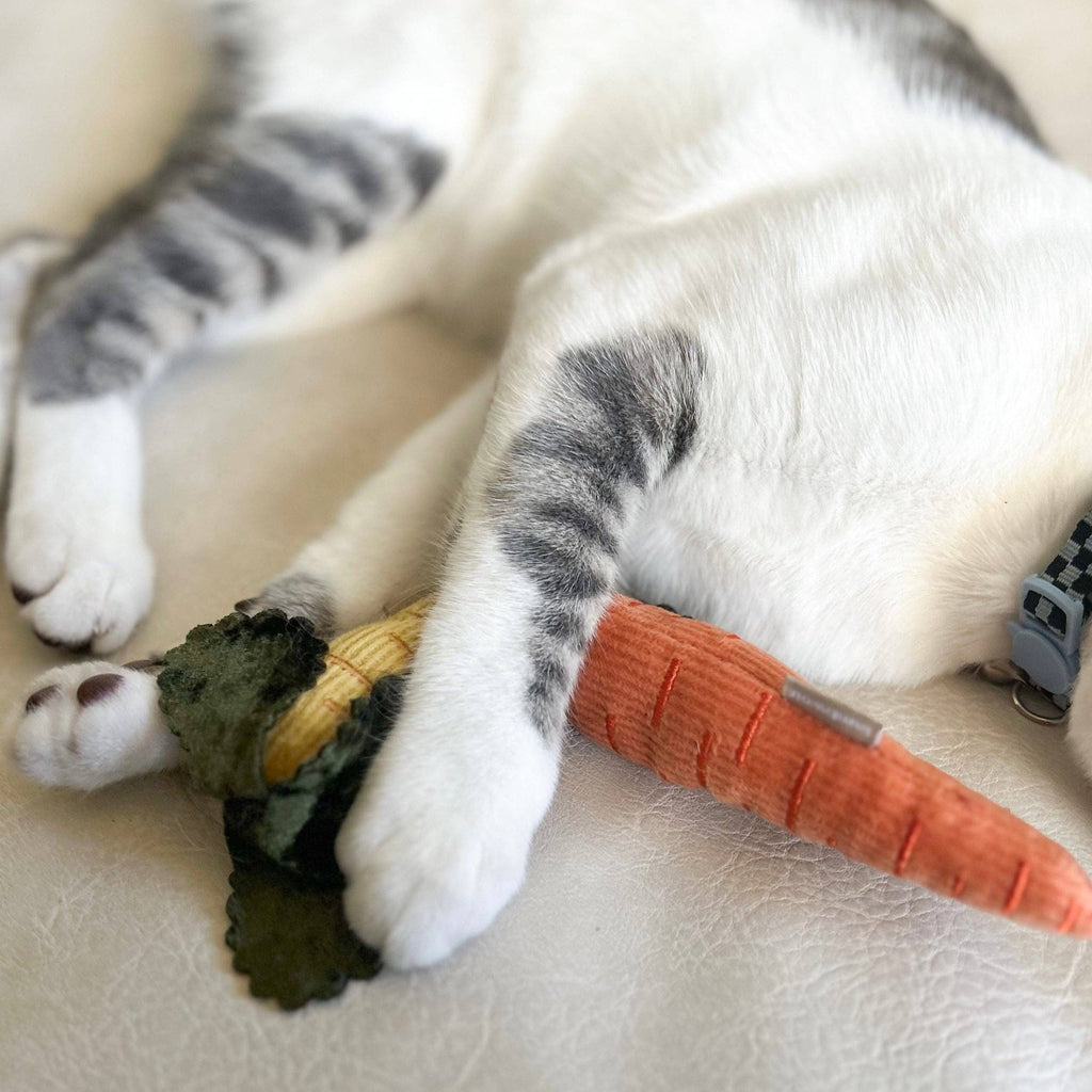 KITTY BABY CAROTE