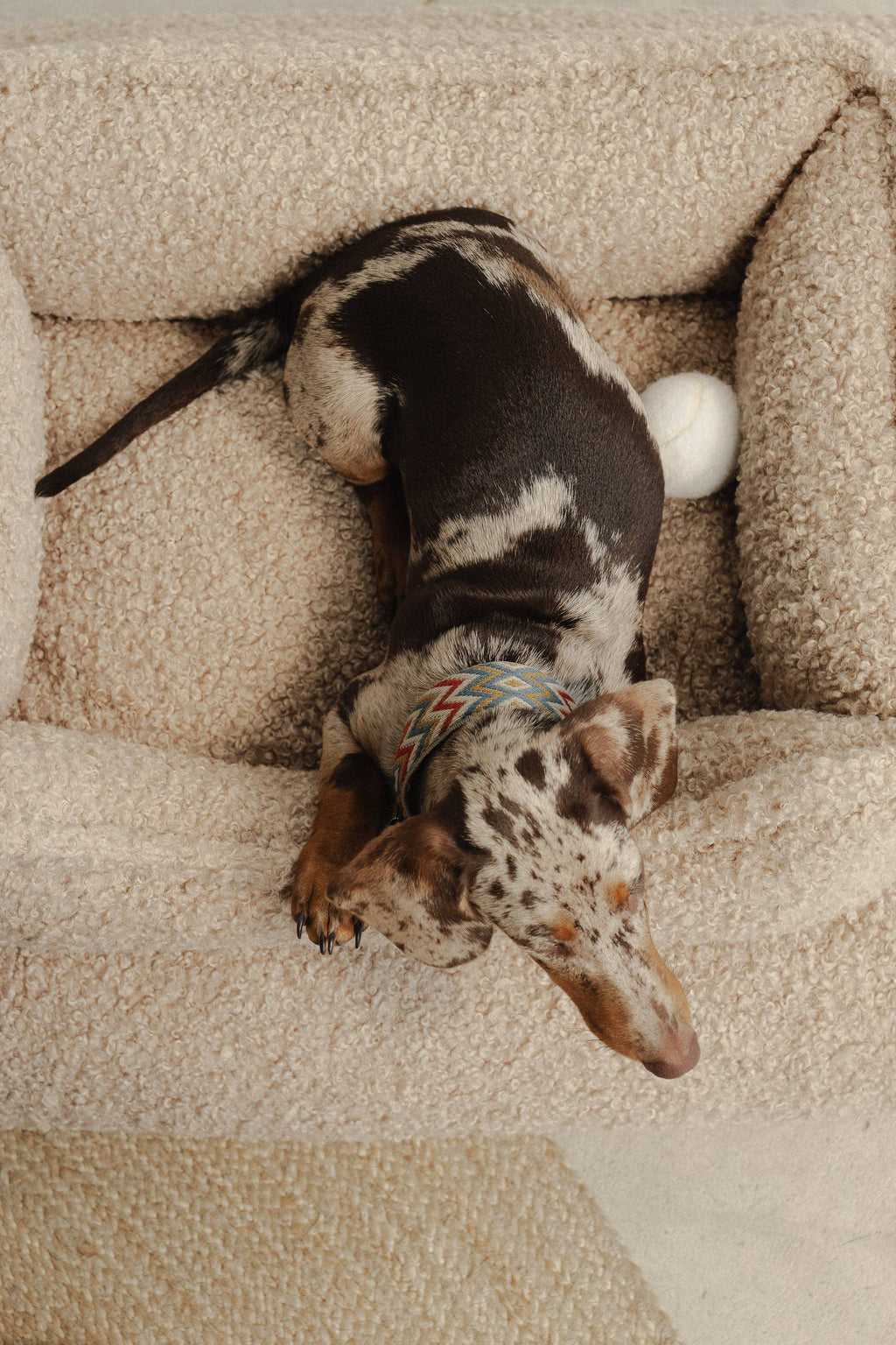 Collare Naya ZigZag – Buddys Dogwear