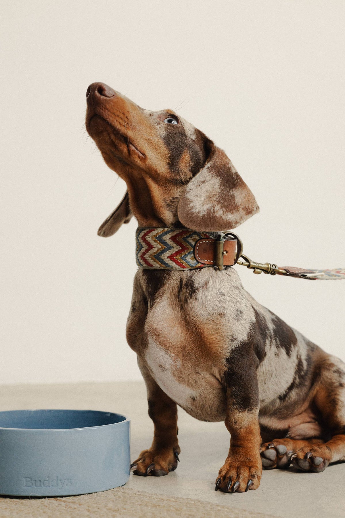 Collare Naya ZigZag – Buddys Dogwear
